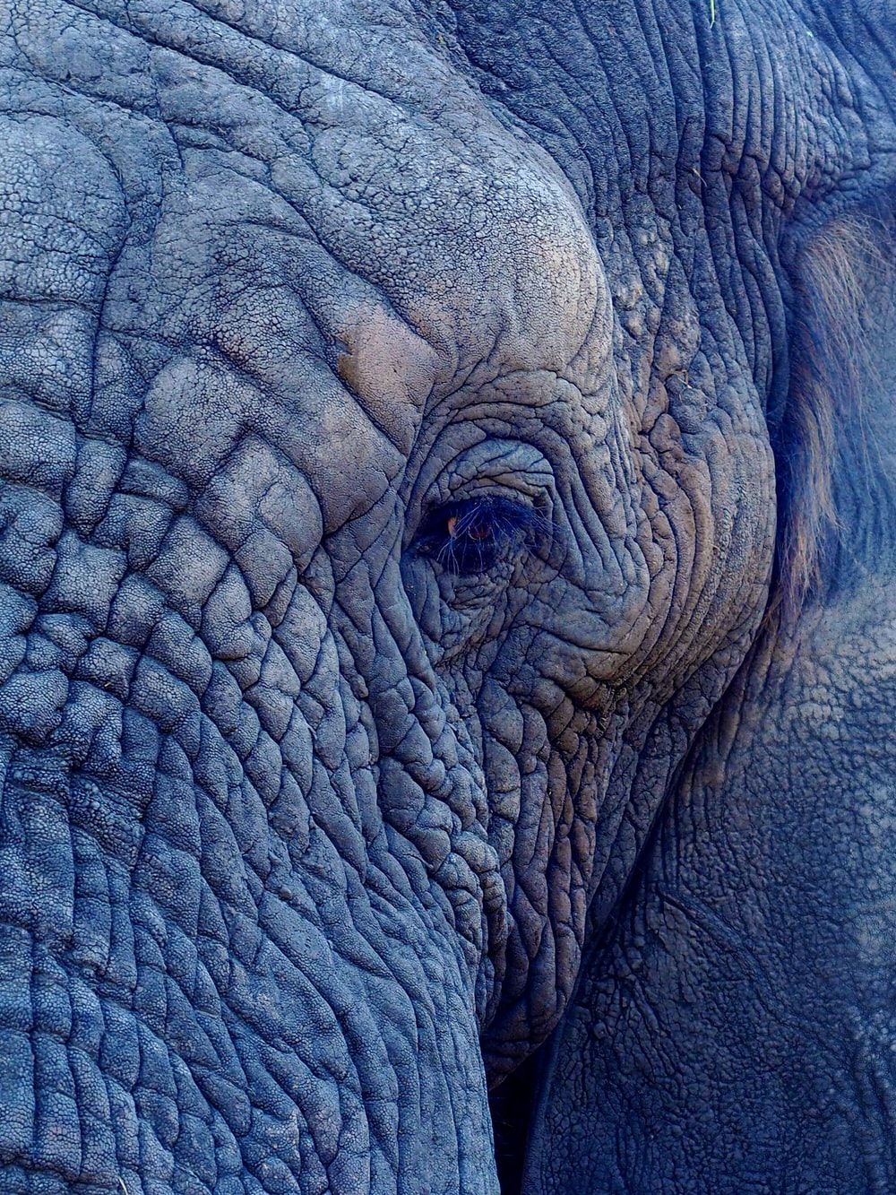 Elephant Picture [HD]. Download Free Image