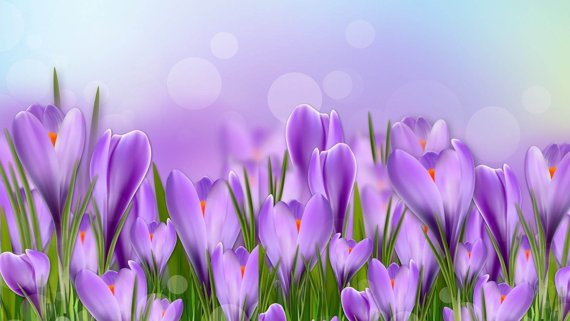 Crocus Flowers Wallpaper HD #P5j · World Desktop HD Wallpaper