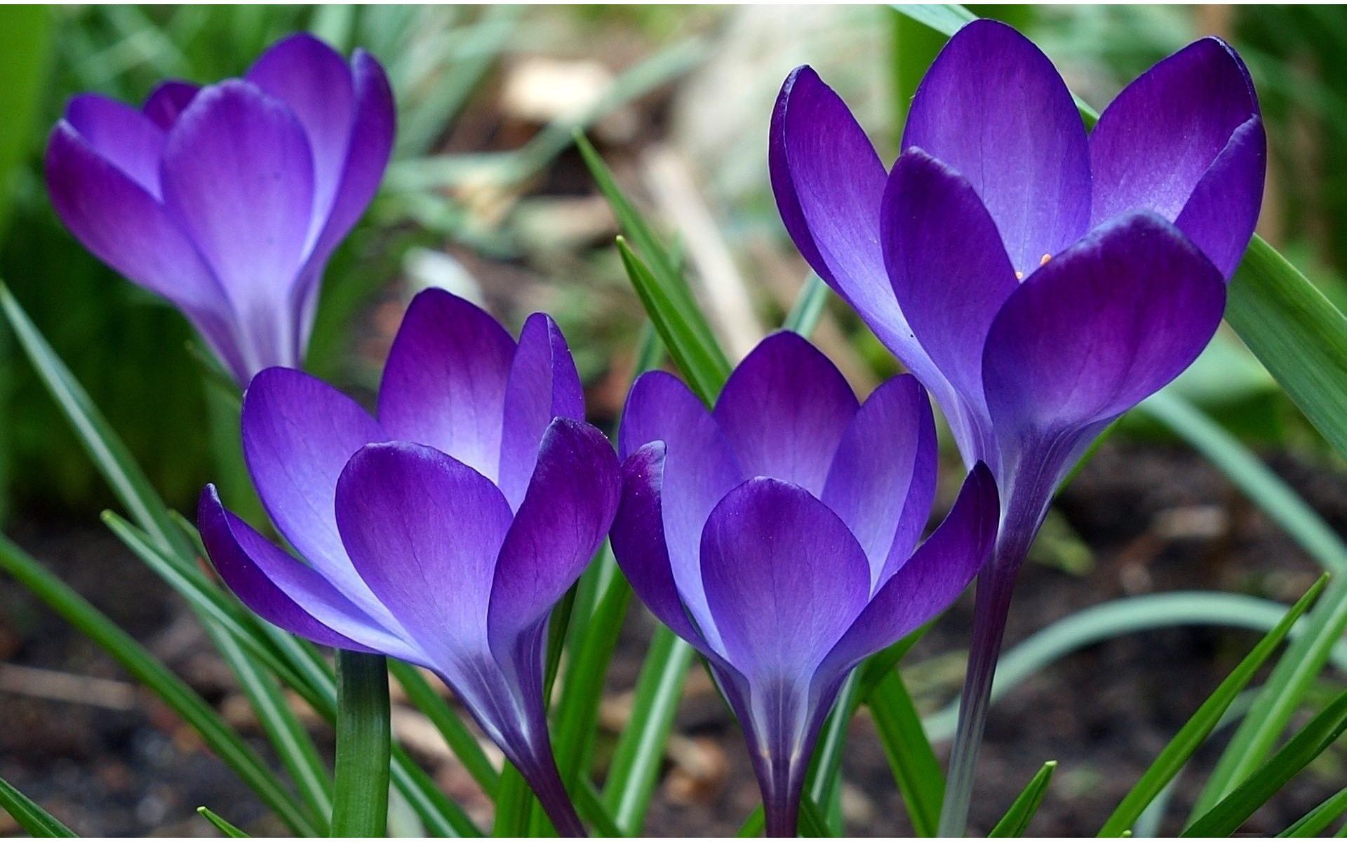 violets. Violets In The Garden x 1200. Download. Close