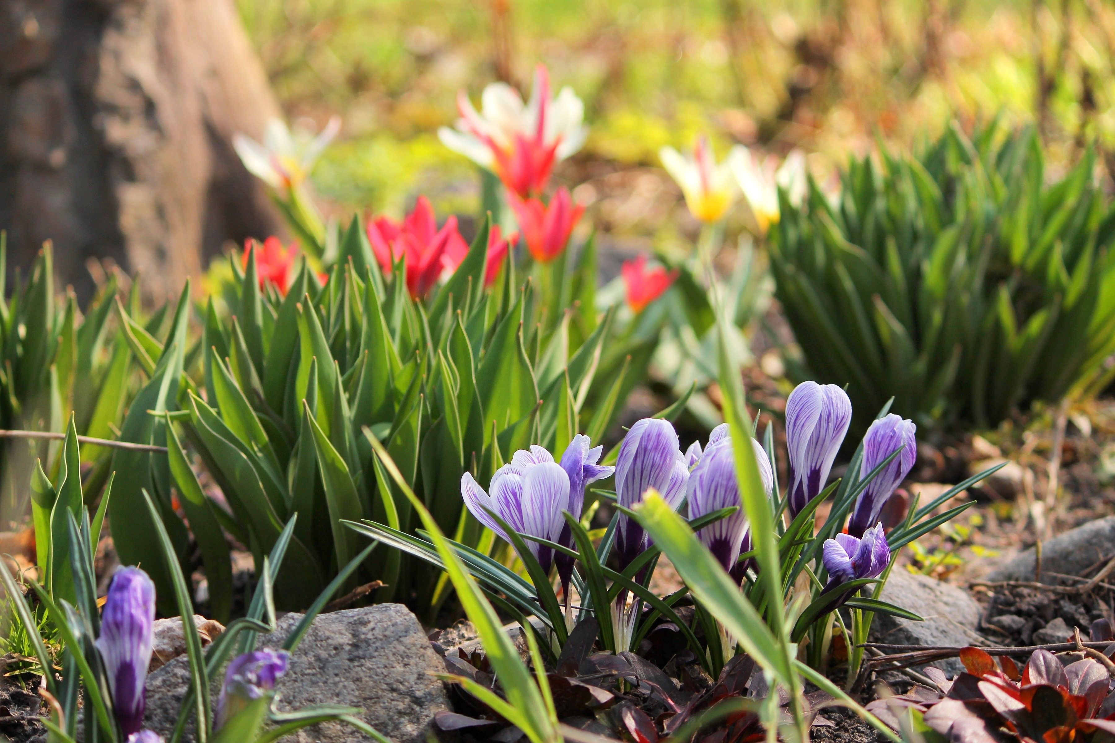 Spring, Landscape, Plants, Tulips, Background Image, HD Flowers
