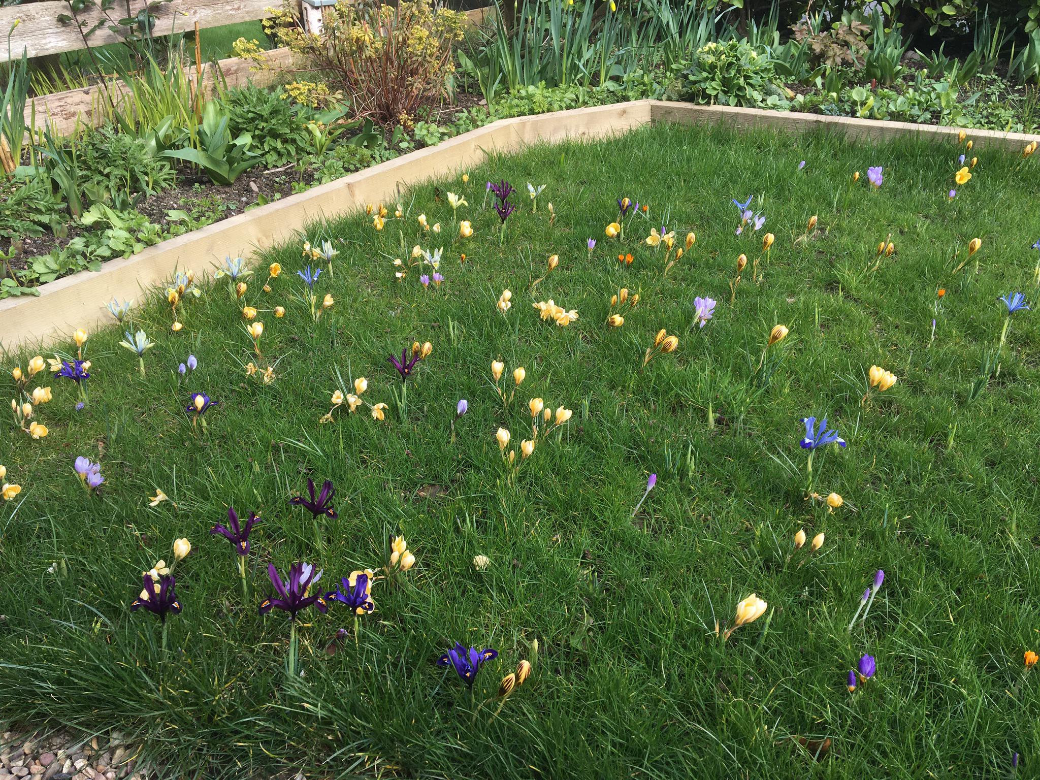 I planted some Iris and Crocus bulbs under my lawn in late Autumn