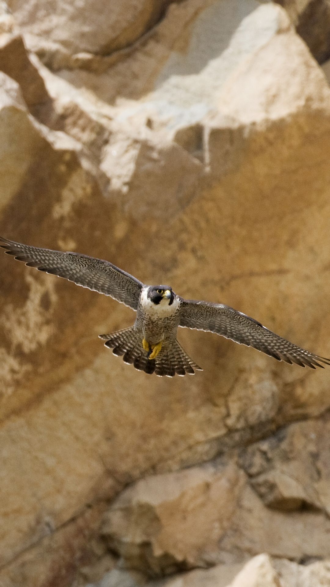 Peregrine Falcon Mobile Wallpapers Wallpaper Cave