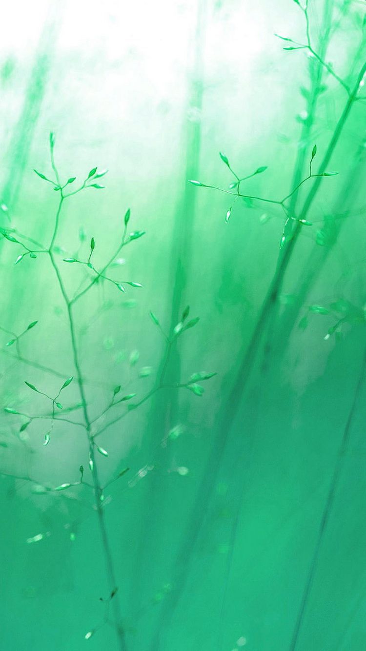 Green Blue Reeds Soft Light iPhone 6 Wallpaper. Nature iphone wallpaper, Beautiful nature wallpaper, iPhone 6 wallpaper