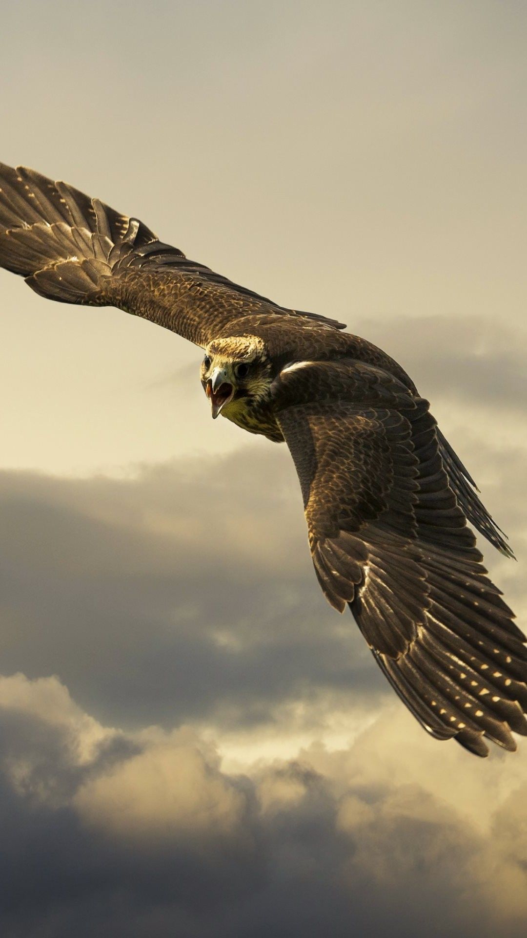 Falcon Wallpaper. Star Wars Millennium