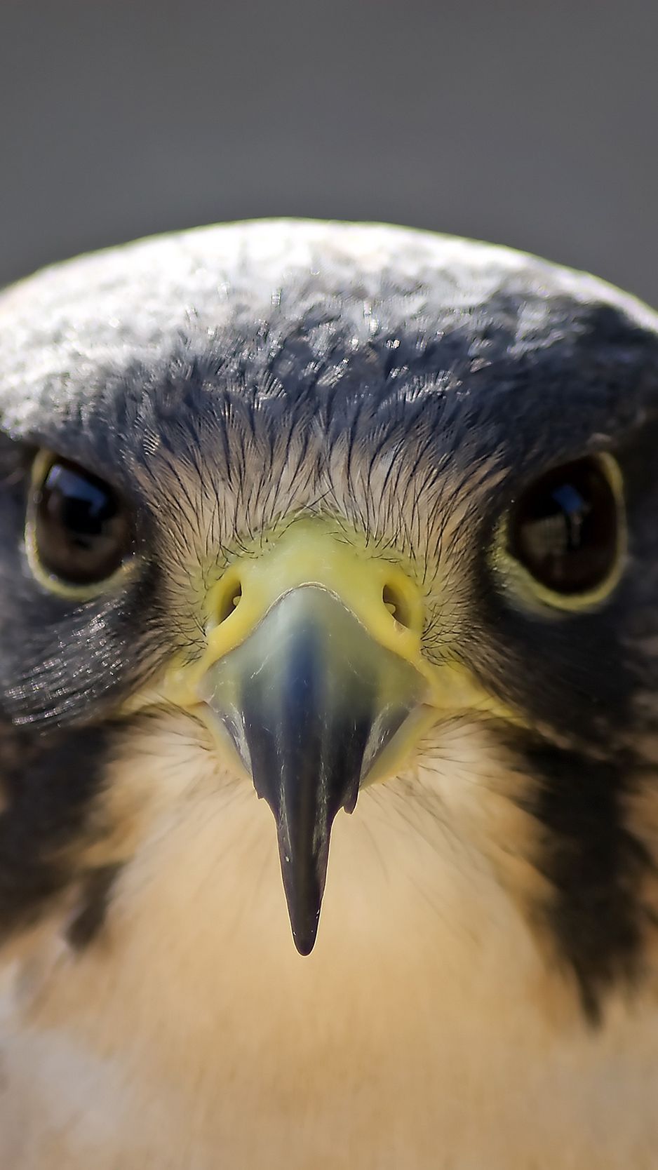 Download wallpaper 938x1668 peregrine falcon, bird, head, beak