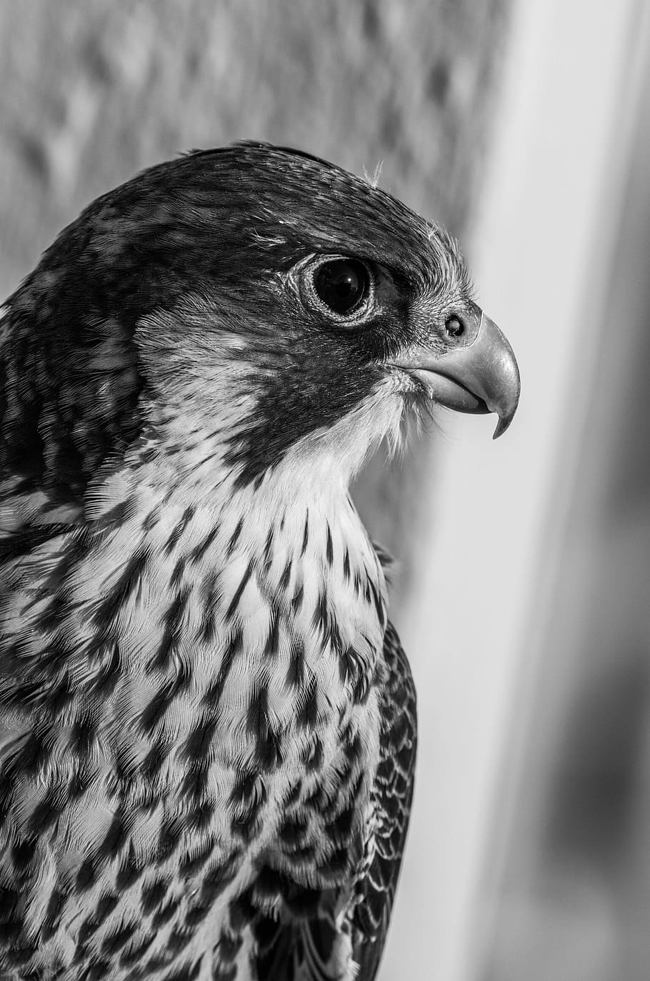 Bird, Peregrine Falcon, Chicks, Black White, Animal