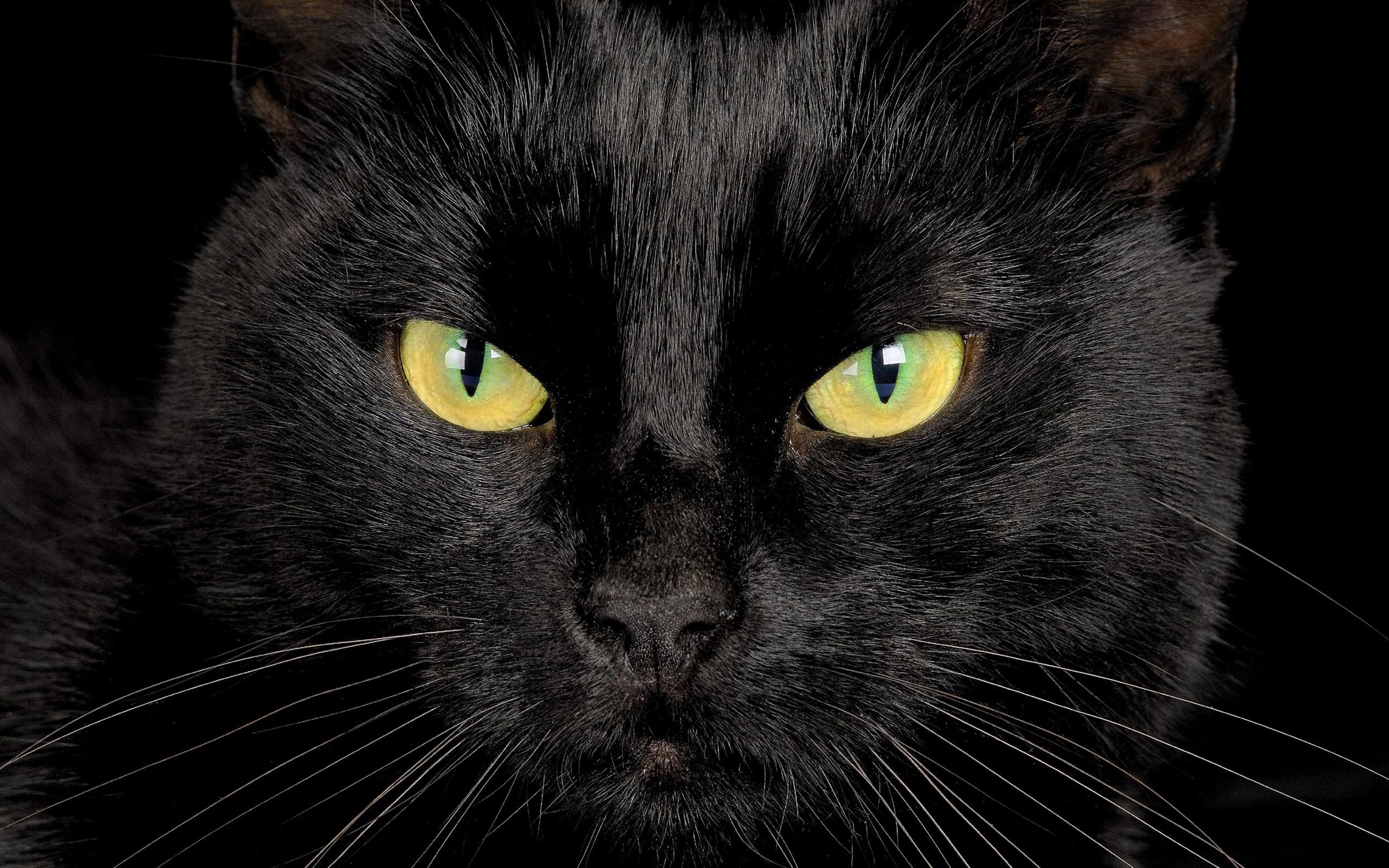 Black Cat With Yellow Eyes Desktop Wallpaper Hd0, Wallpaper13.com