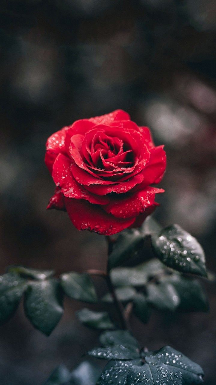 Red rose. Beautiful wallpaper for iphone, Flower