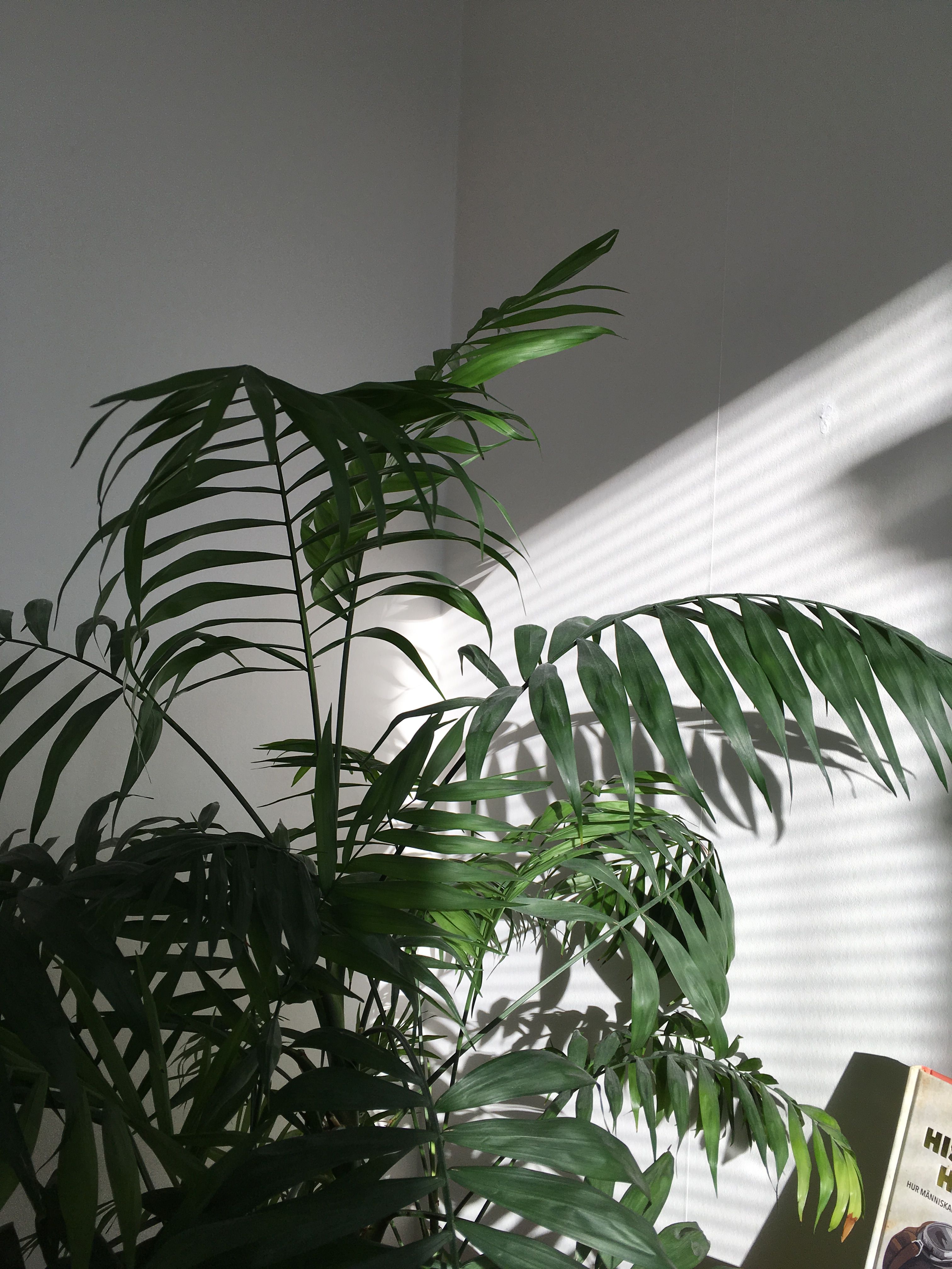 Apartment✨. Plant aesthetic, Plant wallpaper, Green aesthetic