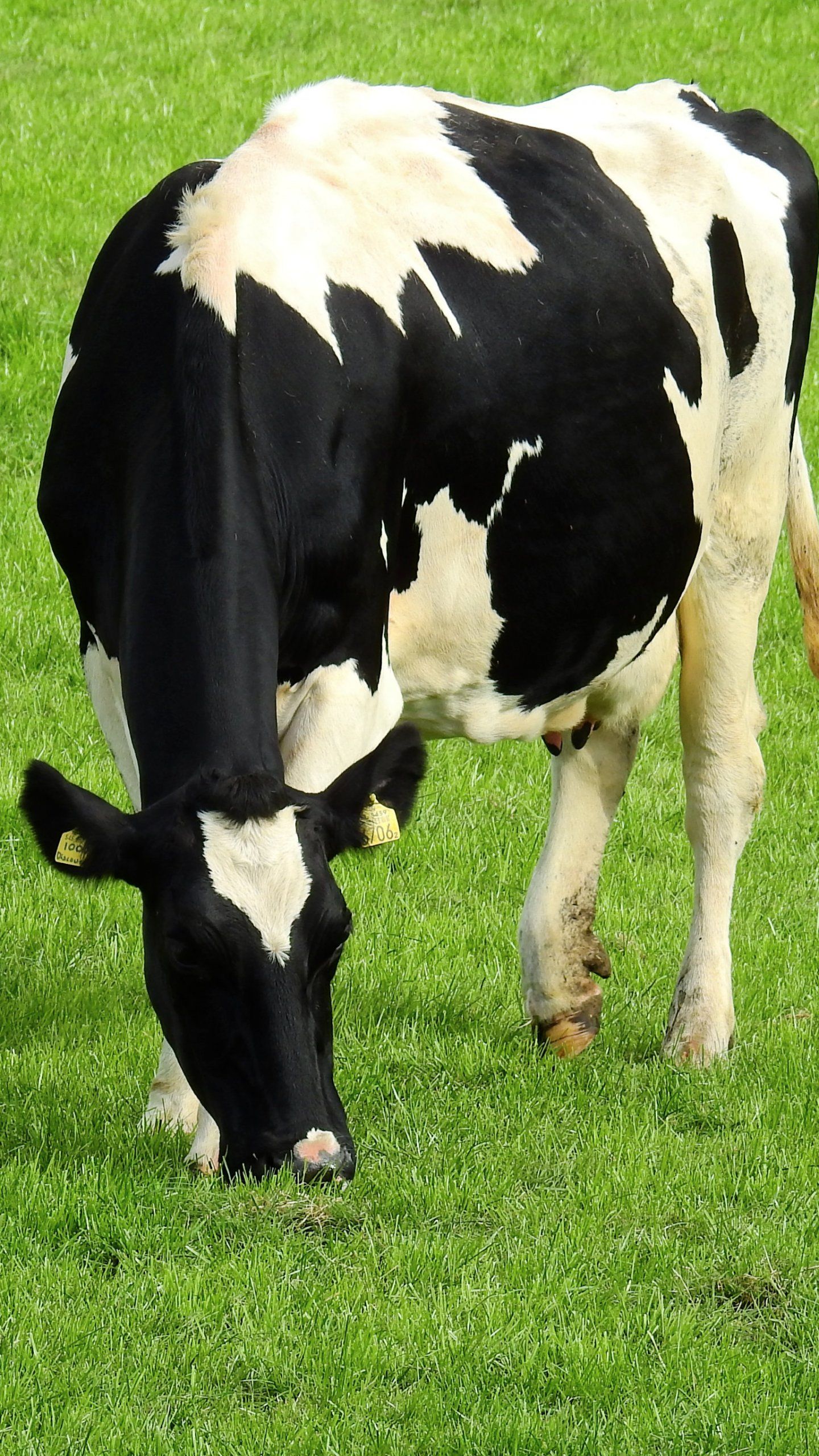 Holstein Cow Wallpaper, Android & Desktop Background