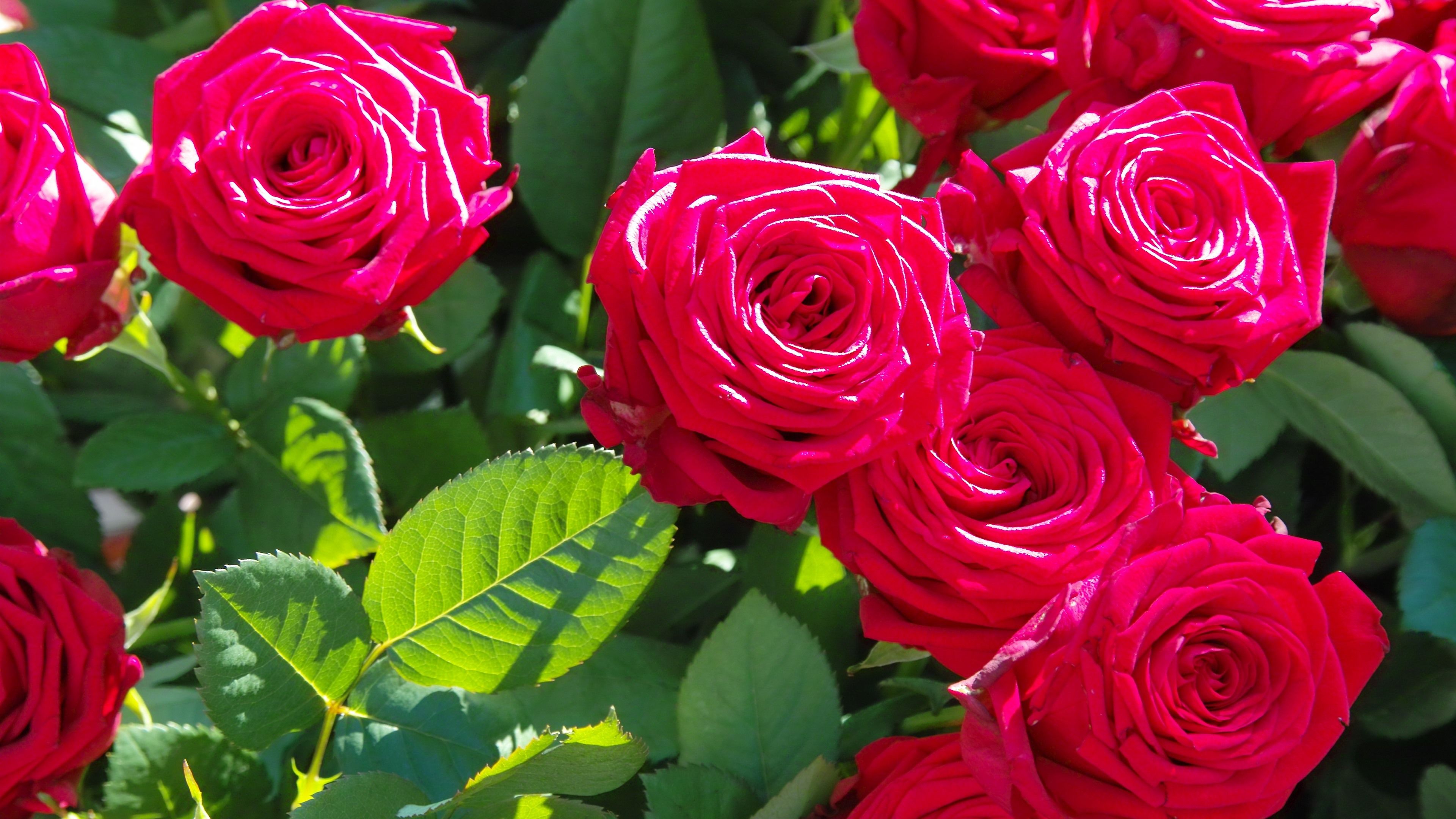 Red Roses Green Leaves Branches Beautiful Flowers Wallpapers Hd For