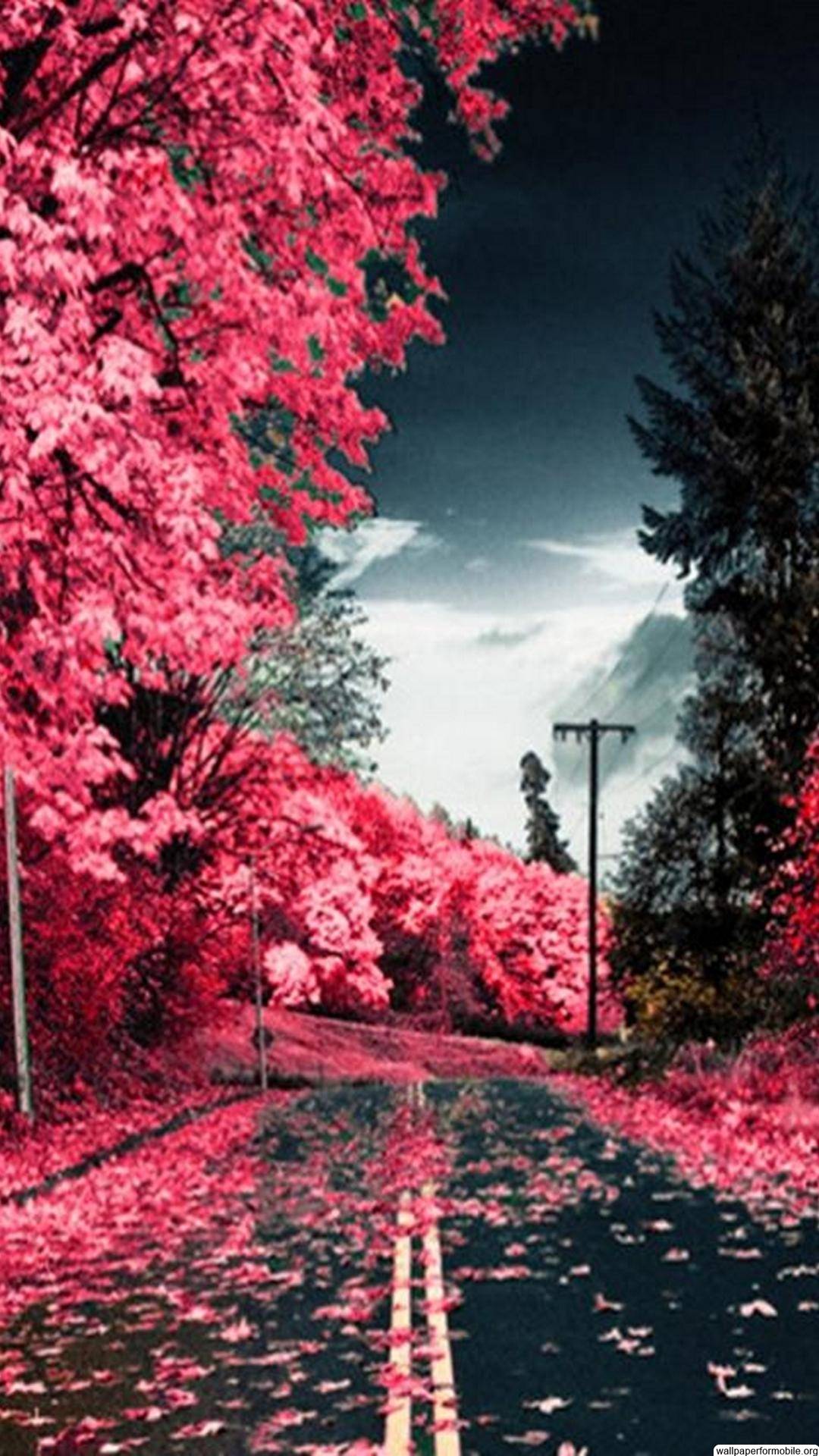 HD Nature Full Screen Mobile Wallpapers Wallpaper Cave
