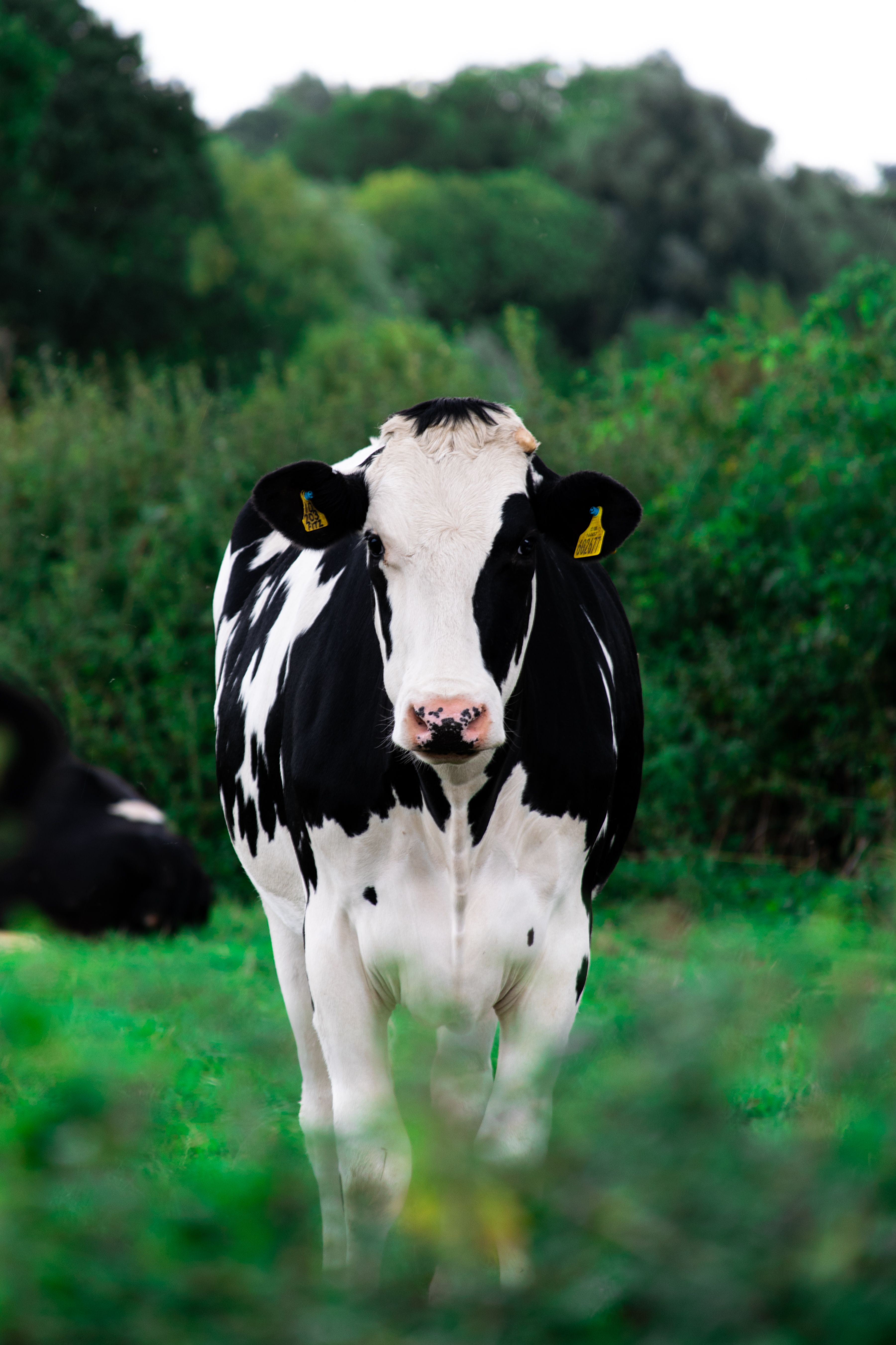 Best Free Cow Picture