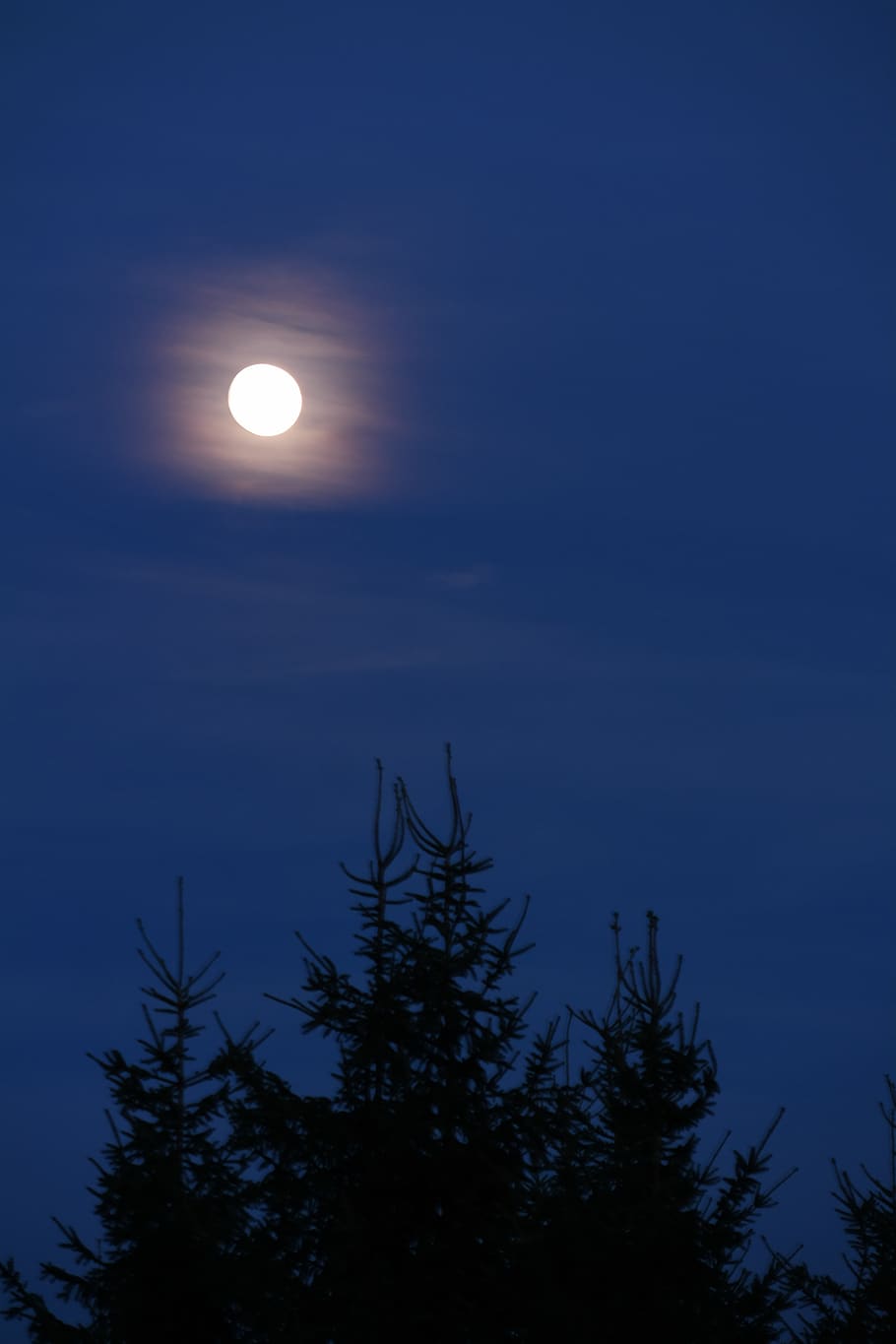 full moon, moon, night, sky, blue, moonlight, mystical, tree