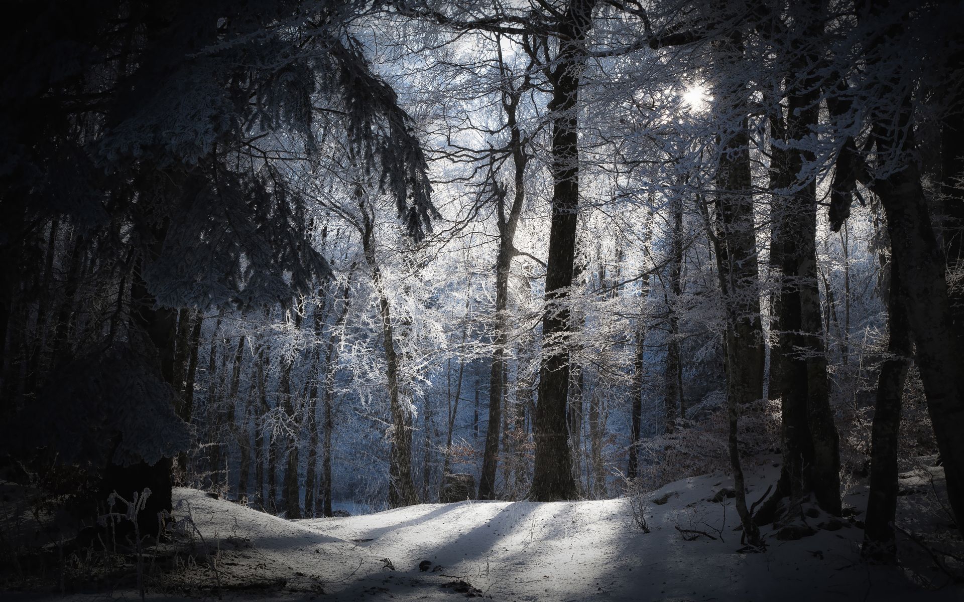 Landscapes nature seasons winter snow trees forests moons