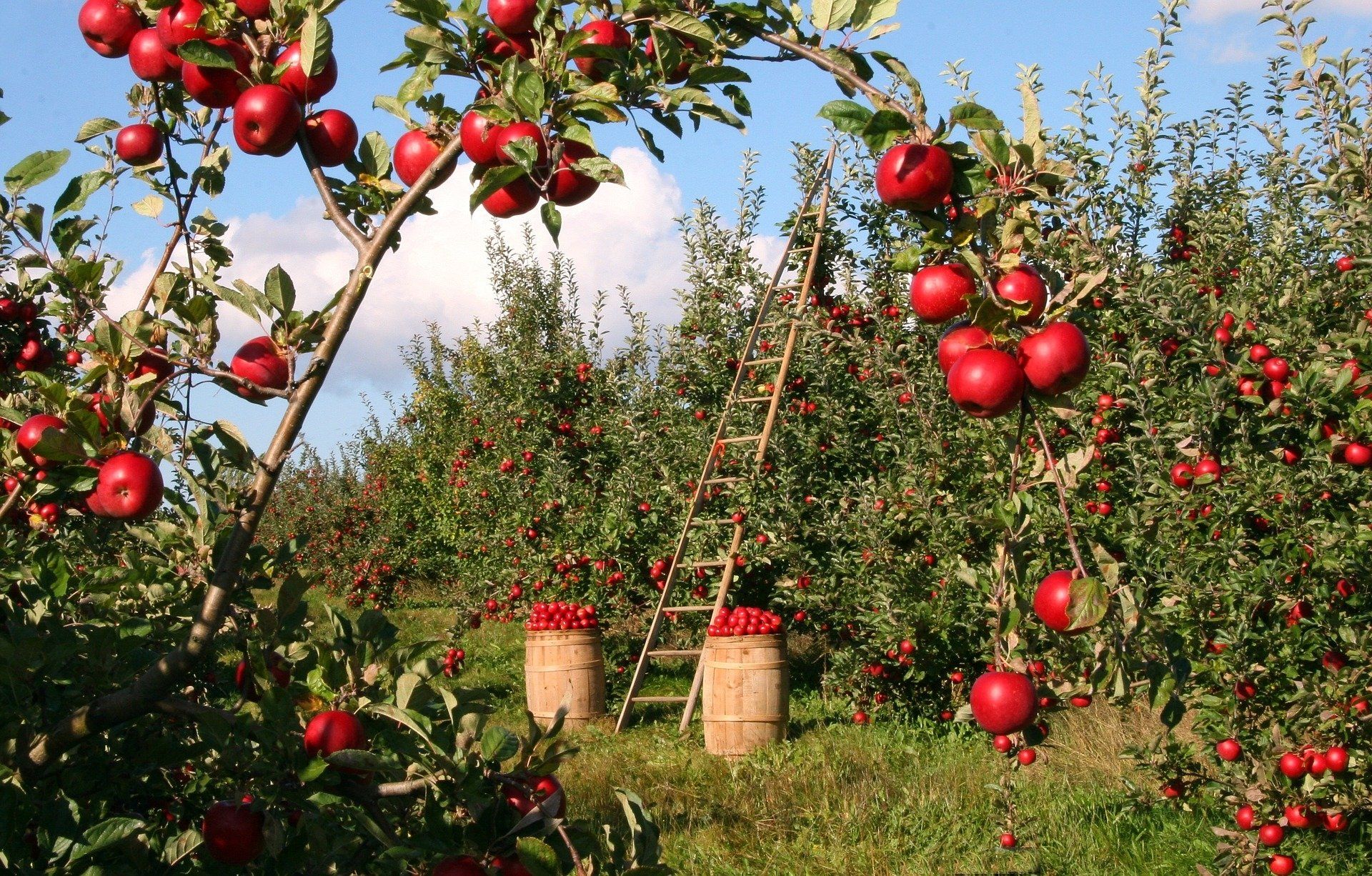 Apple Orchard HD Wallpaper