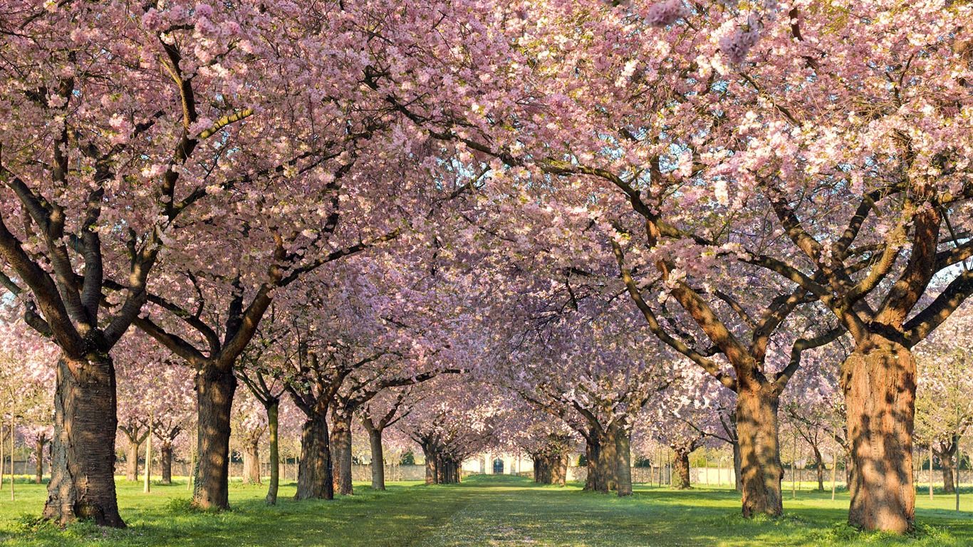 Free download spring orchard spring wallpaper Album 1366x768