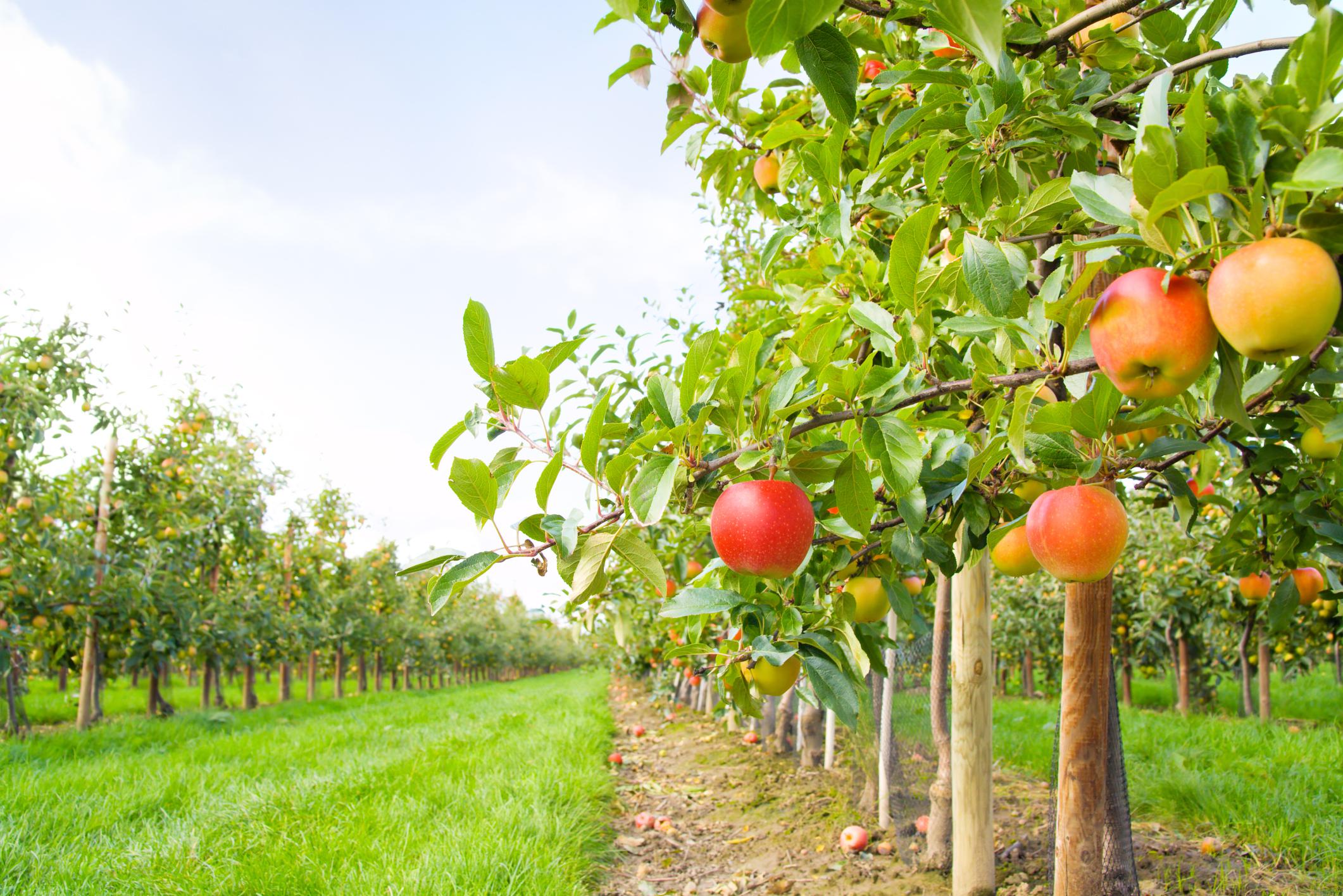 fruit orchard wallpaper