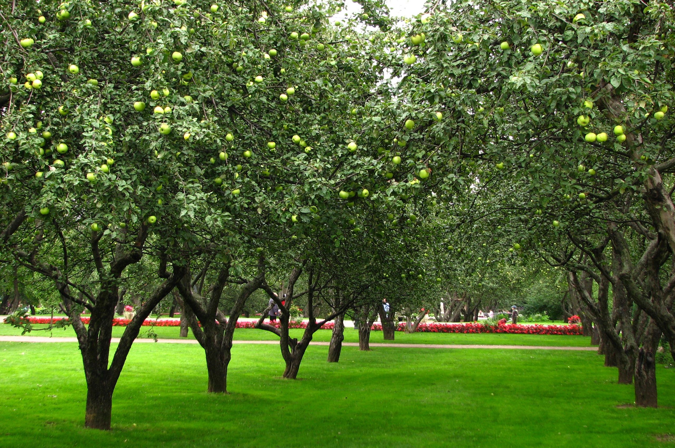 Яблоневый сад карликовый