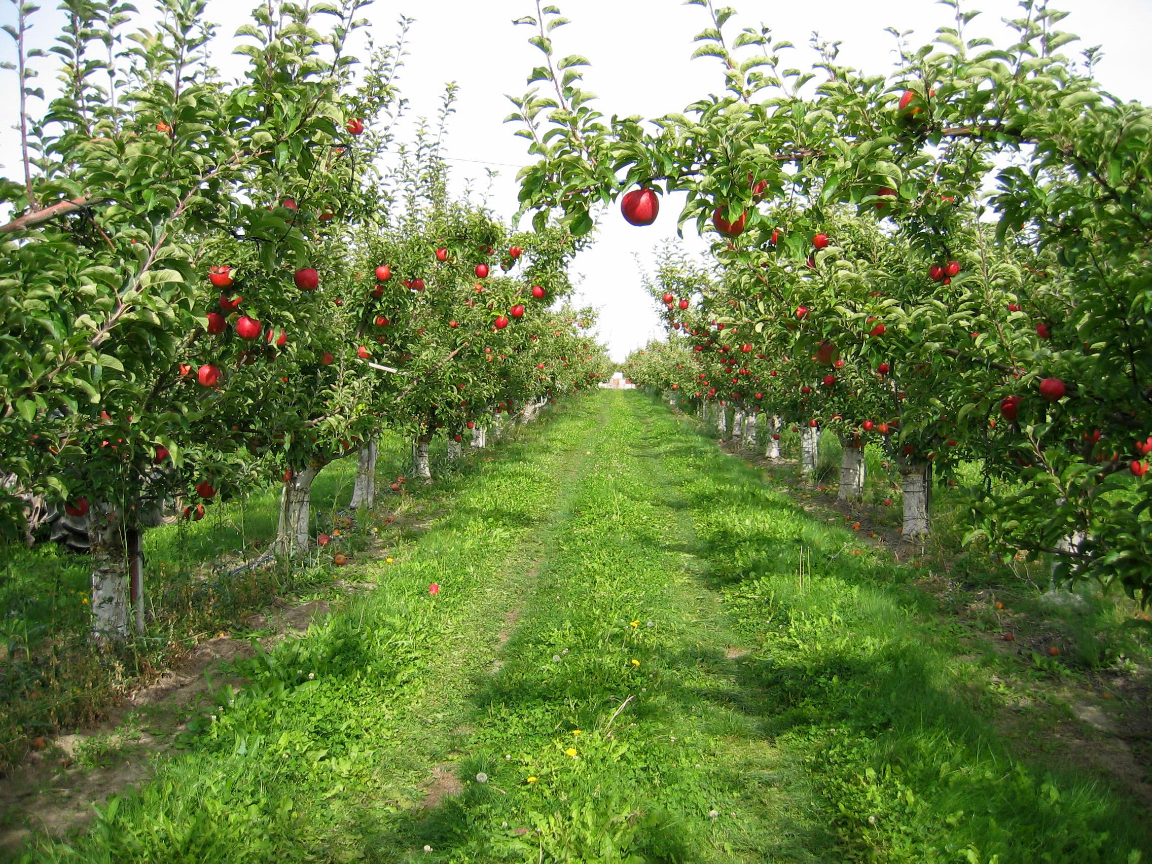 Apple orchard Wallpaper