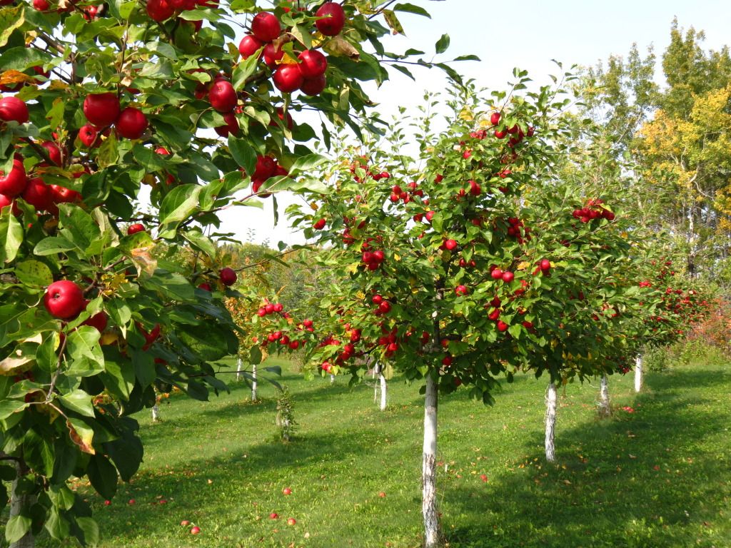 apple orchard wallpaper