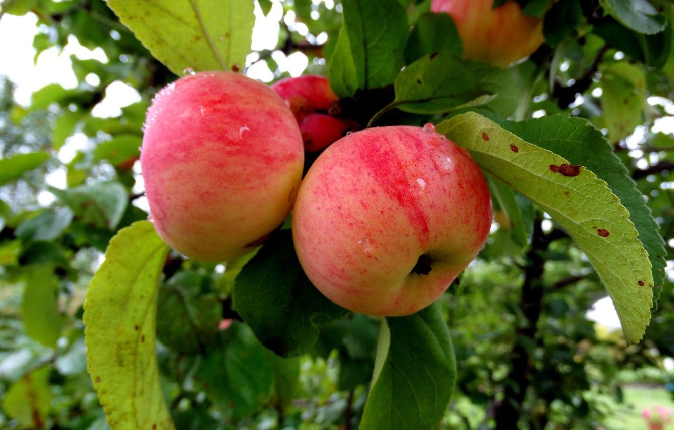 Wallpaper apples, Apple, Apple orchard image for desktop, section живопись