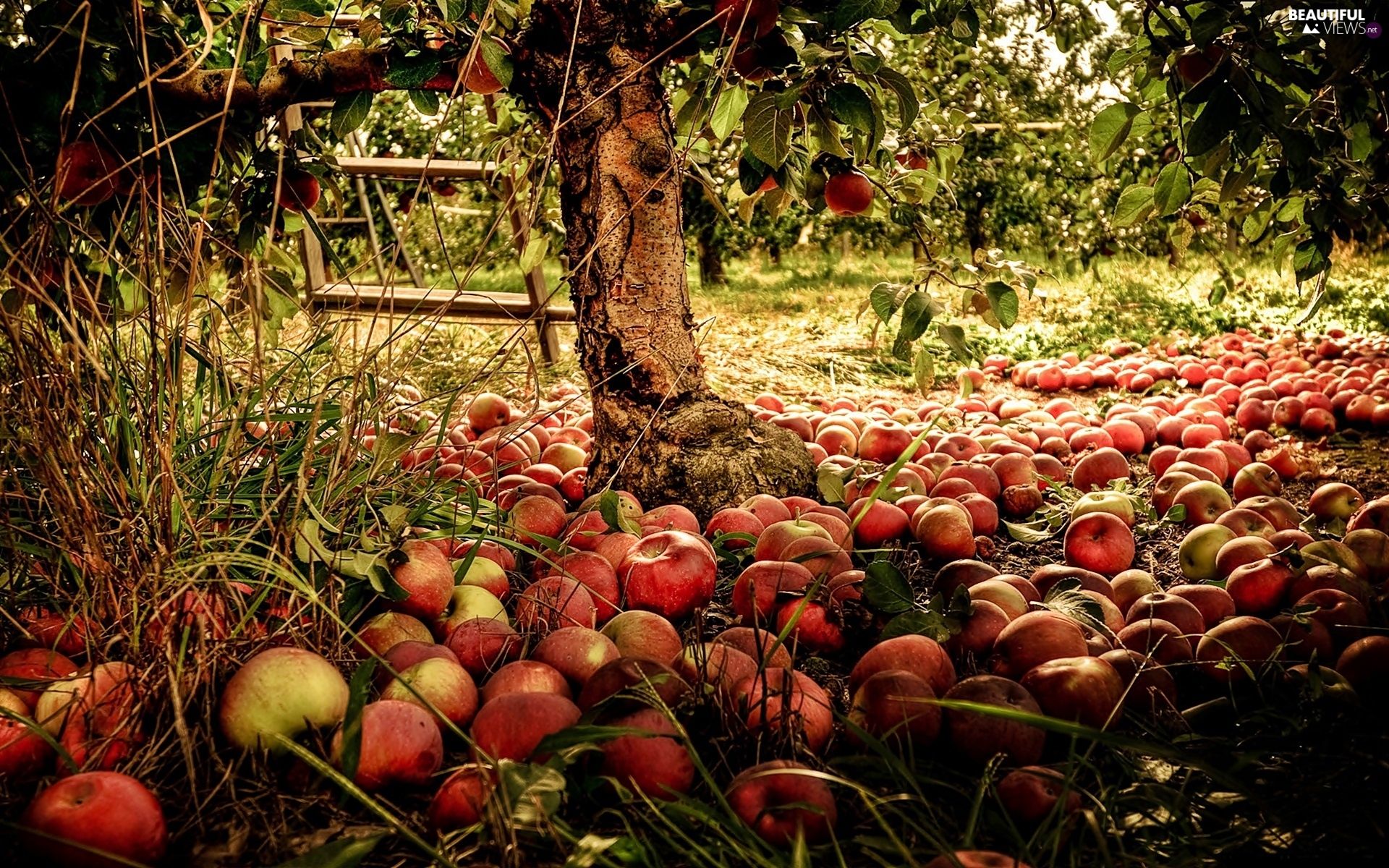 Apples, Apple Tree, Orchard, Przebijaj?ce, Luminosity, Blur, Sun, Flash, Ligh Views Wallpaper: 1920x1200