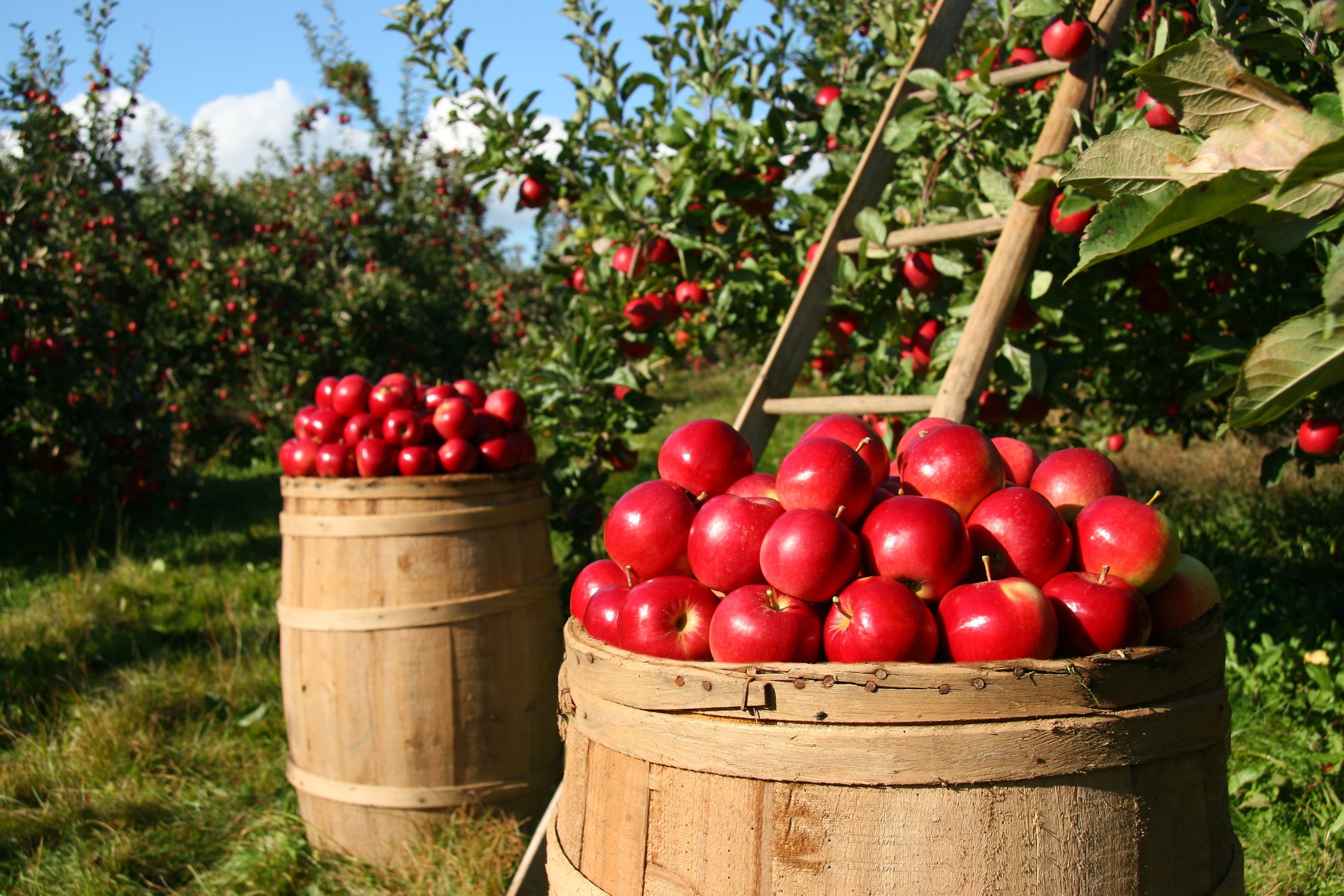 Apple Orchard HD Wallpaper
