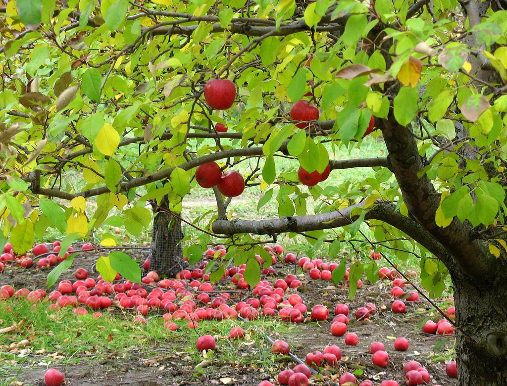 Apple orchard, download wallpaper