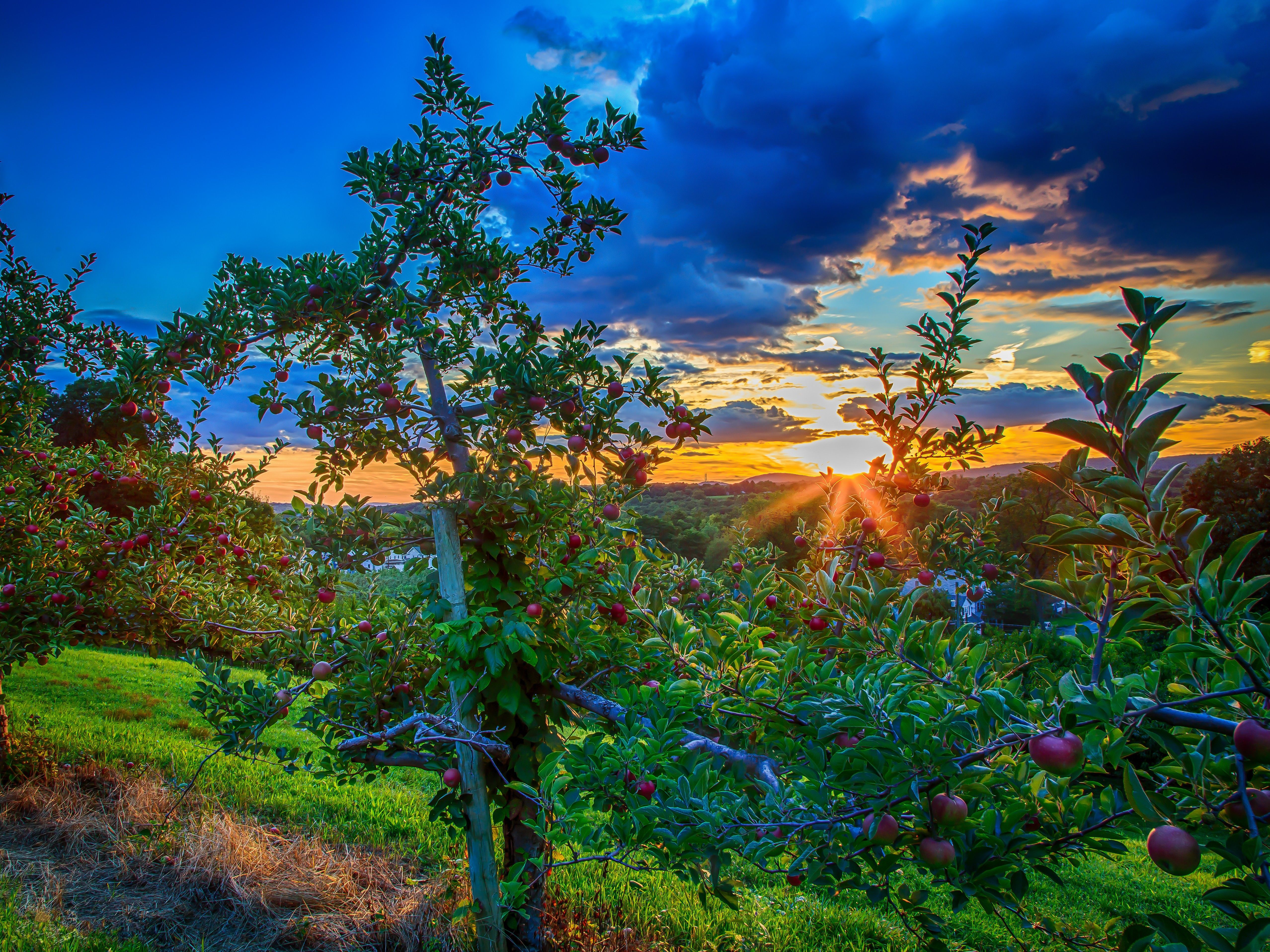 Sunset in apple orchard Desktop wallpaper 640x960