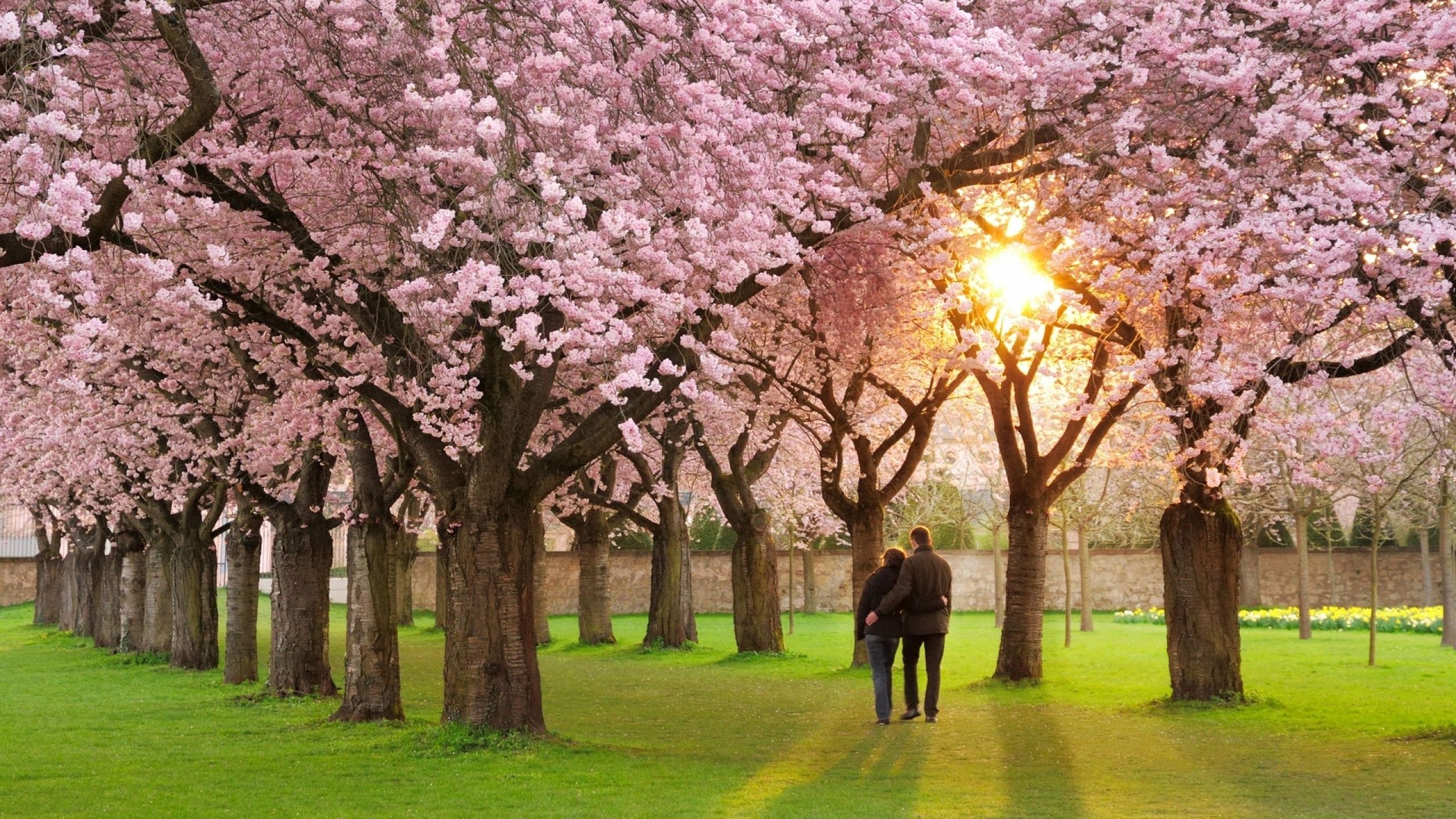 Download 2560x1440 Orchard, Tree, Couple, Sunset, Blossom, Pink