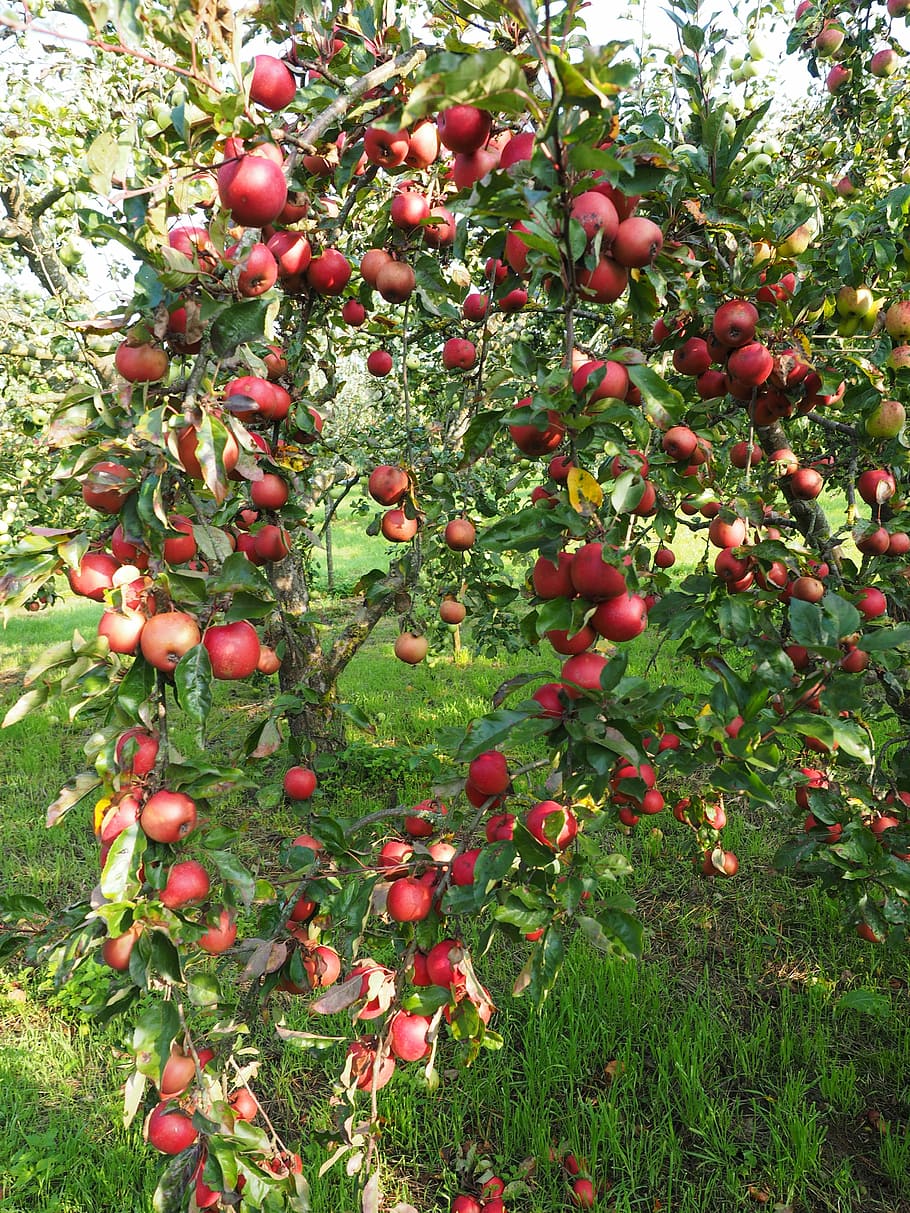 HD wallpaper: Apple Tree, Fruit, Frisch, red, healthy, vitamins