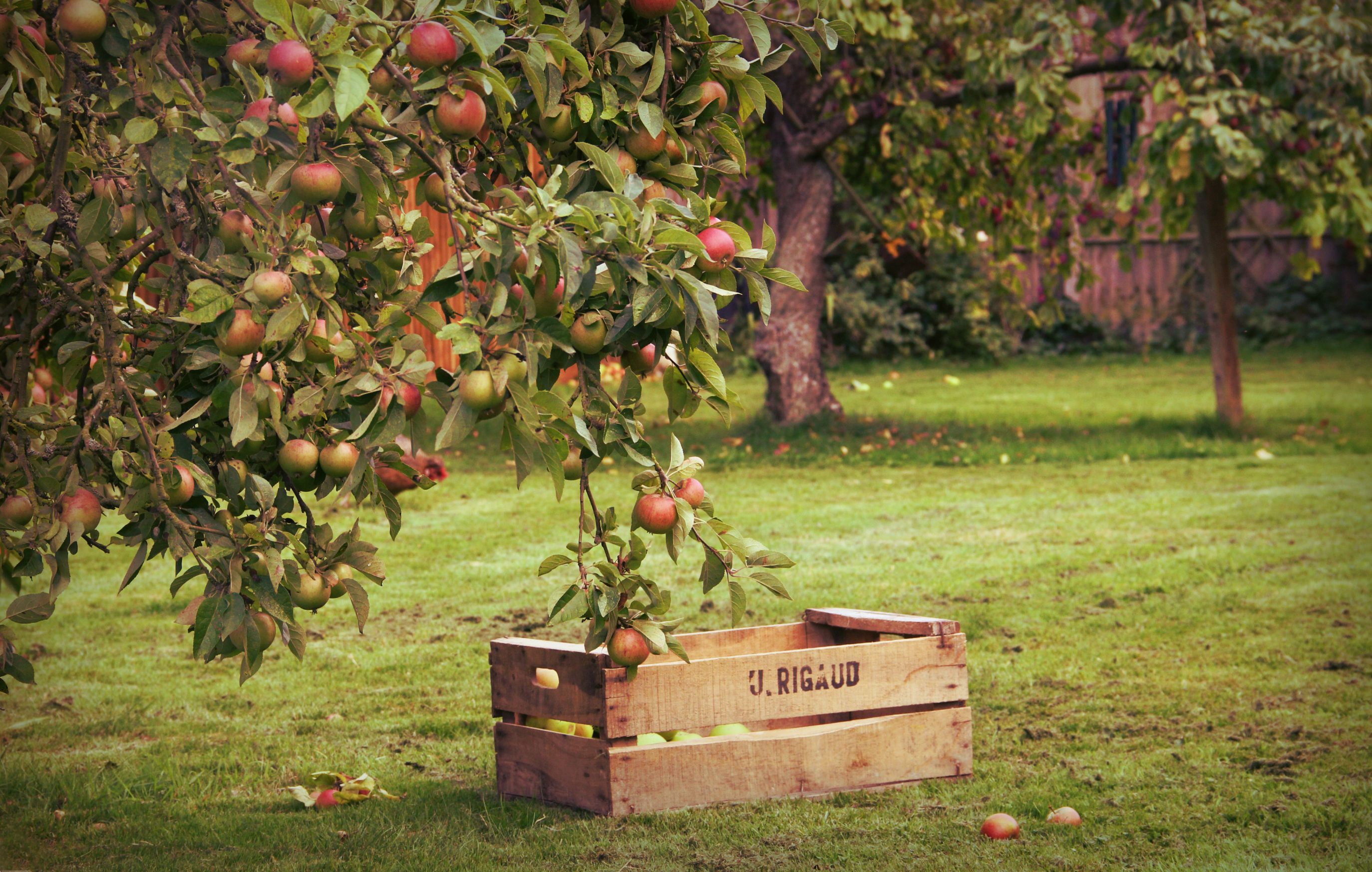 Apple Orchard Desktop Background. Apple