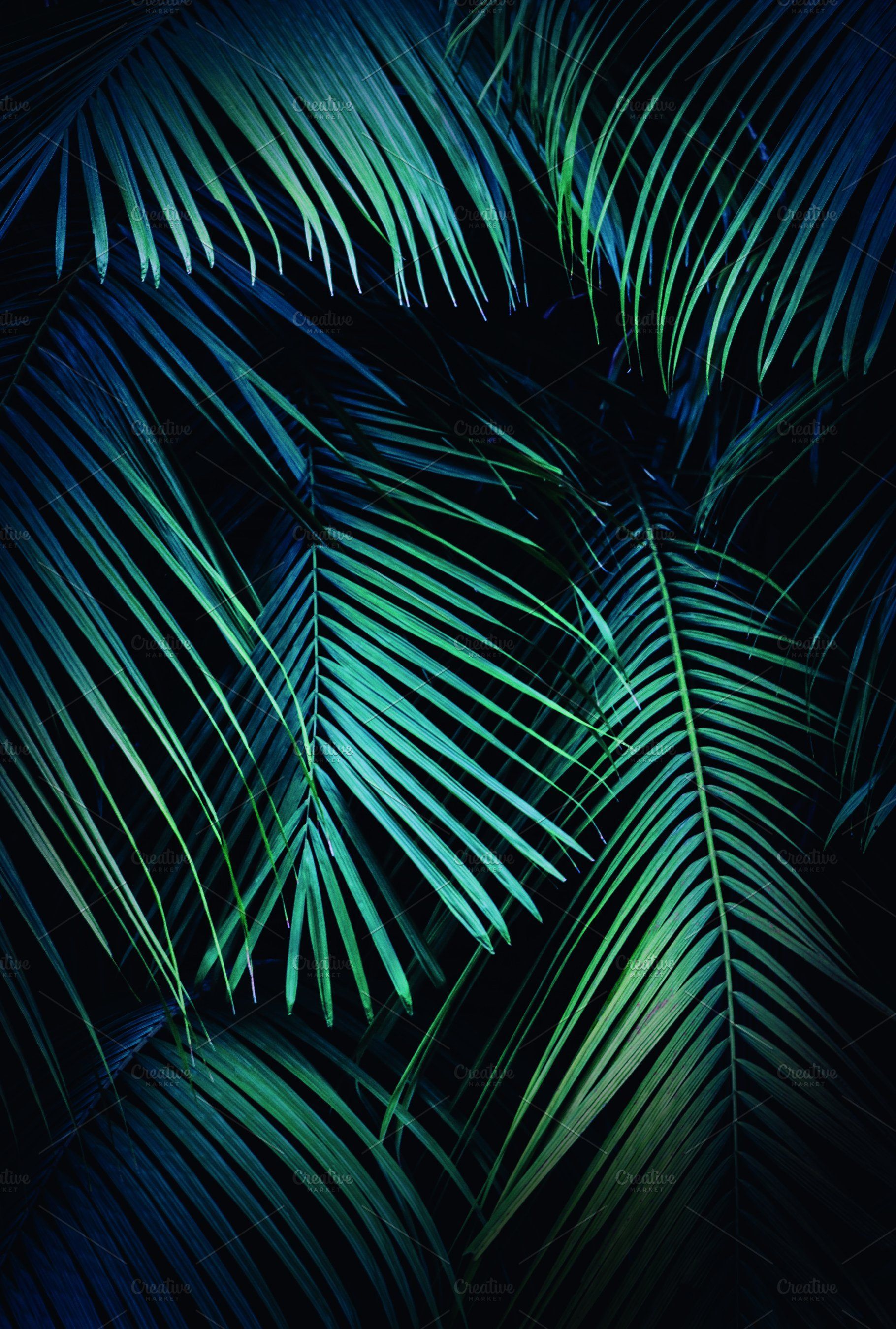 Tropical Palm Leaves Background. Leaf background, Tropical