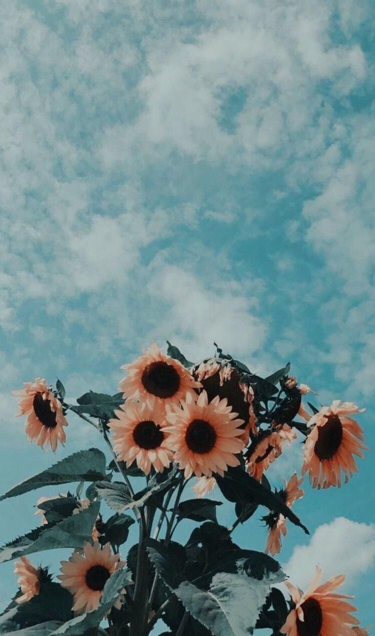 aesthetic #sky #flowers #nature #background #clouds #sunflower