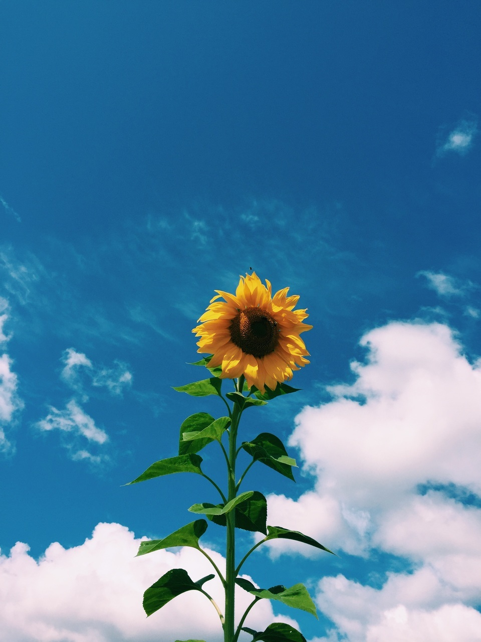 art, hipster, vintage, indie, soft grunge, sunflower, blue sky, white clouds, inspiration. Sunflower photography, Sunflower wallpaper, Sunflower picture
