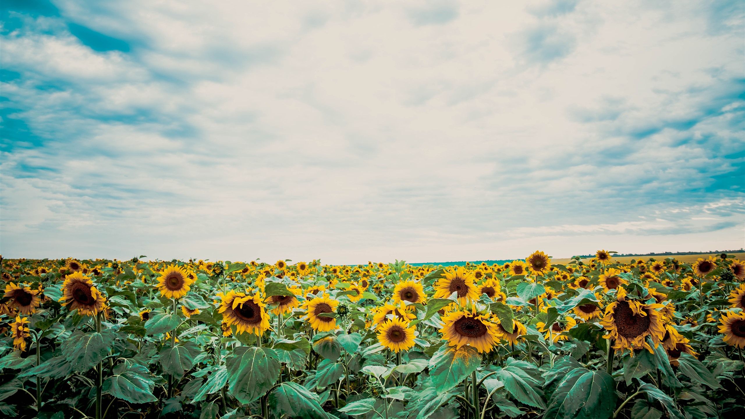 Wallpaper Sunflowers, blue sky, white clouds 5120x2880 UHD 5K