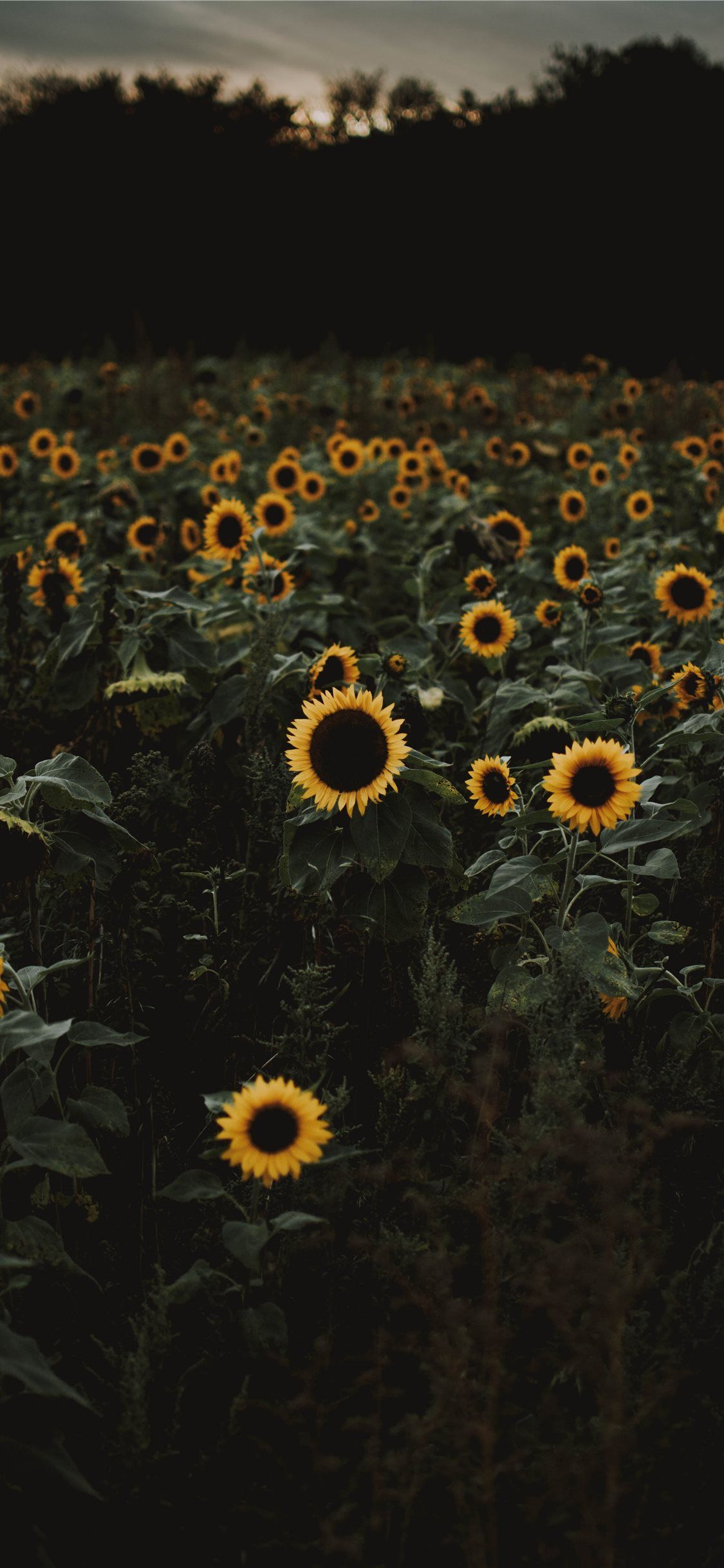 Best sunflower iPhone 11 Wallpaper HD