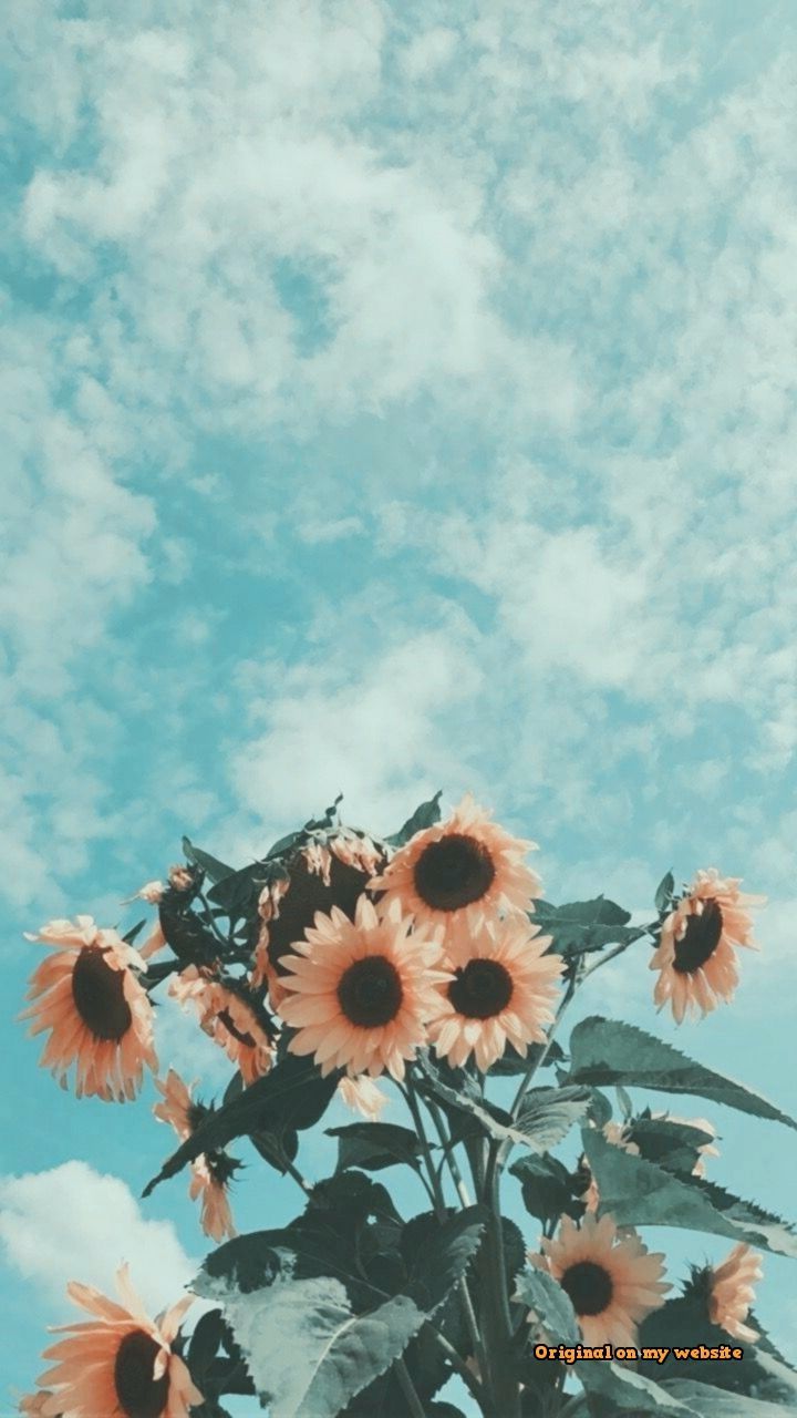 Clouds Sunflower Aesthetic Wallpapers - Wallpaper Cave