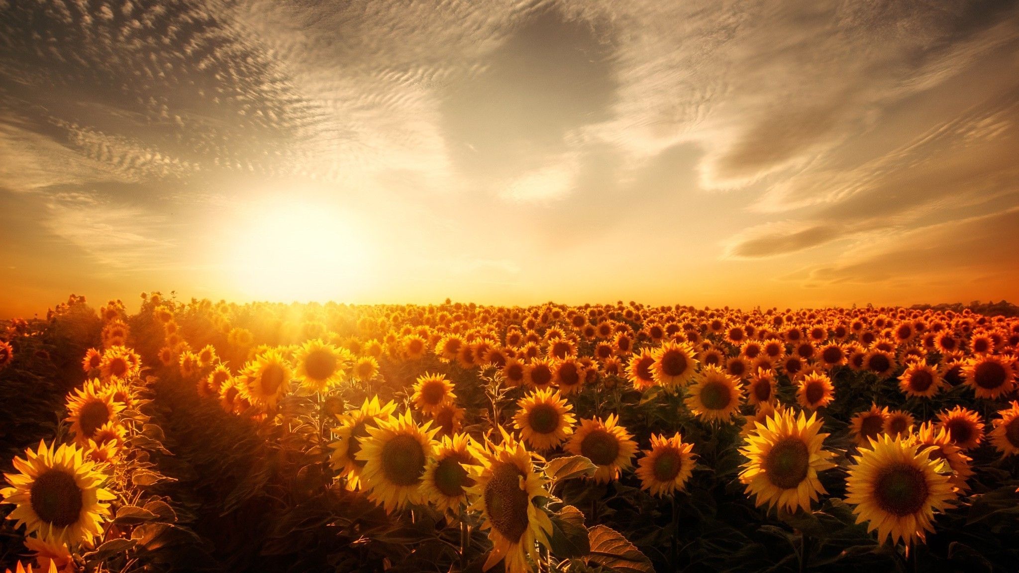 Sunflowers Sunset 2048x1152 Resolution HD 4k Wallpaper