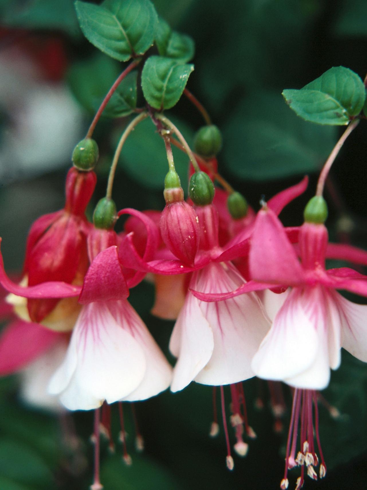 Fuchsia Wallpapers - Wallpaper Cave