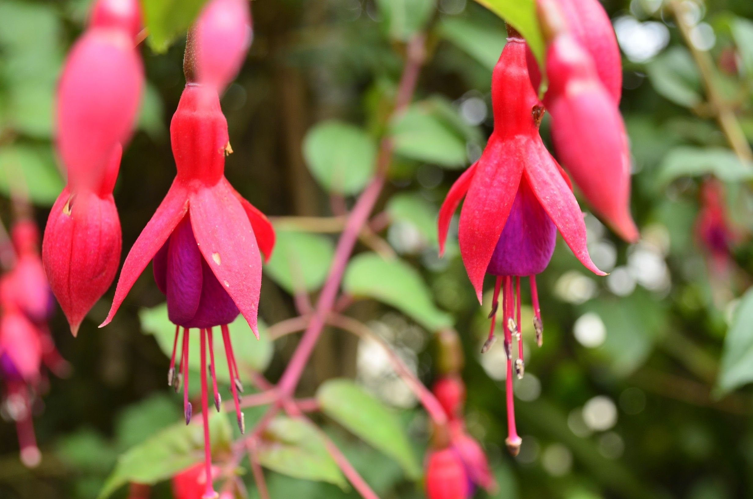 flowers, Macro, Nepal, Fuchsia Wallpaper HD / Desktop and Mobile