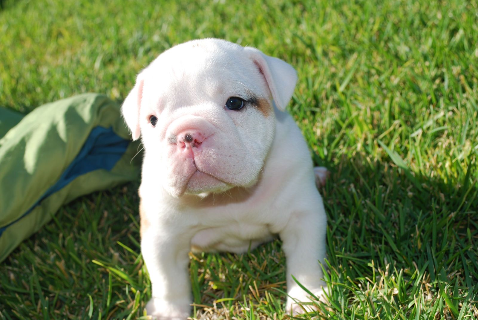 White English Bulldog on the grass photo and wallpaper. Beautiful White English Bulldog on the grass picture