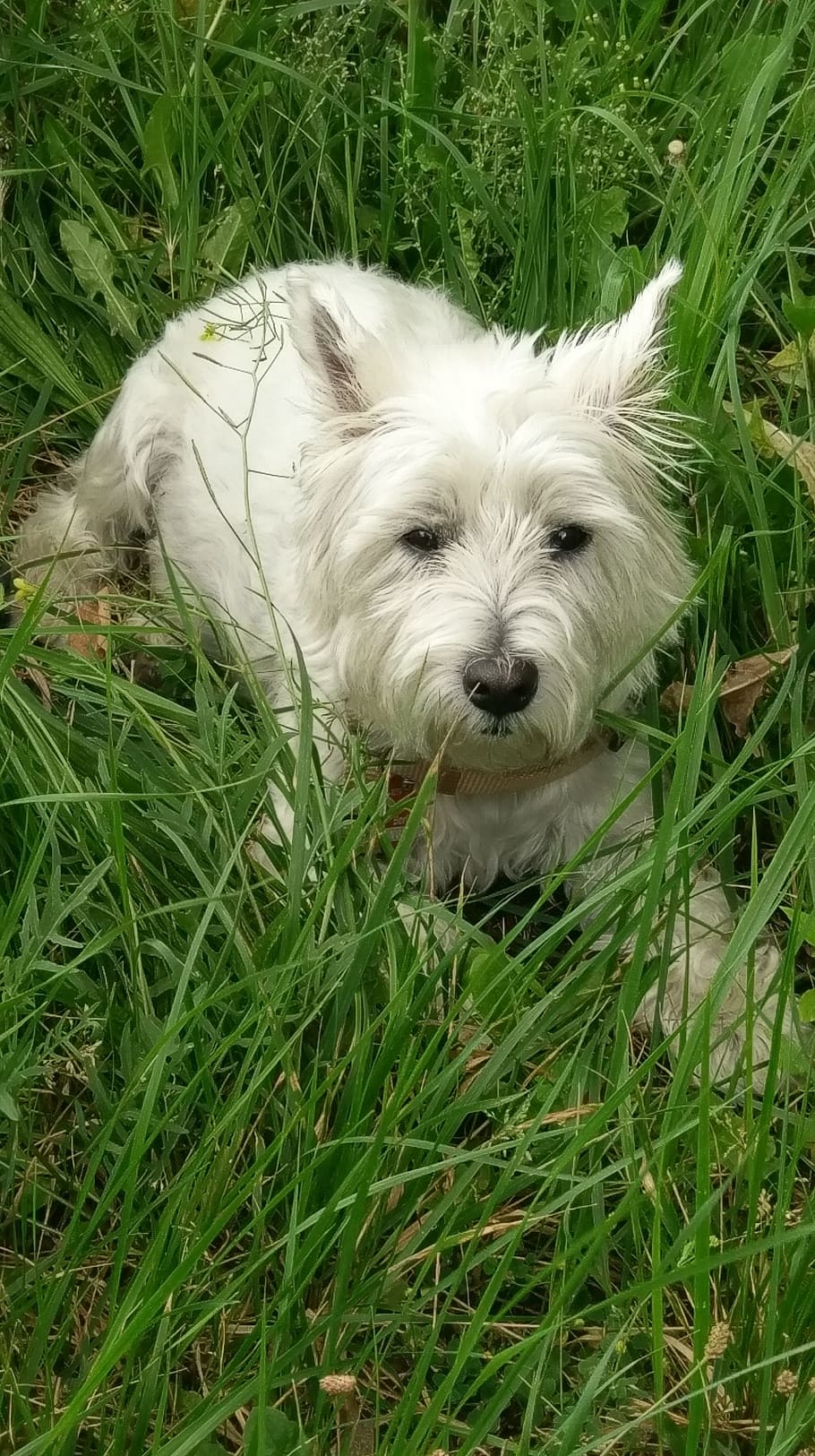 West Highland White Terrier Wallpapers - Wallpaper Cave