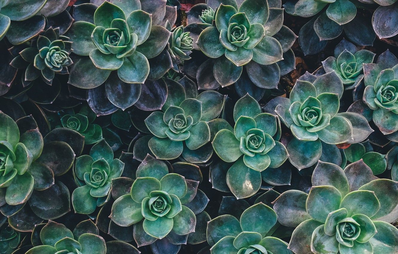 Photo Wallpaper Flower, Background, Texture, Cactus