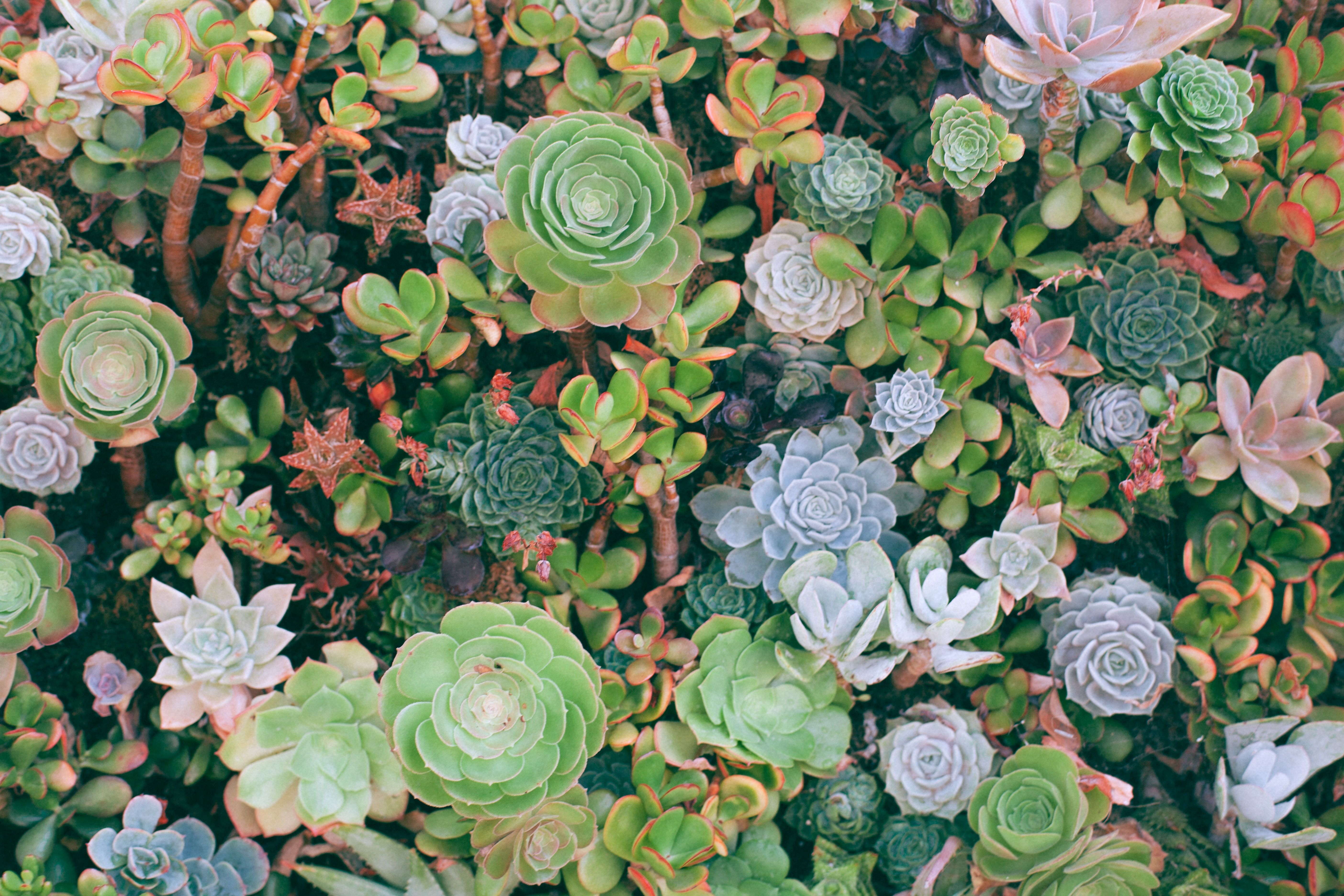 Desktop Succulents Wallpapers - Wallpaper Cave