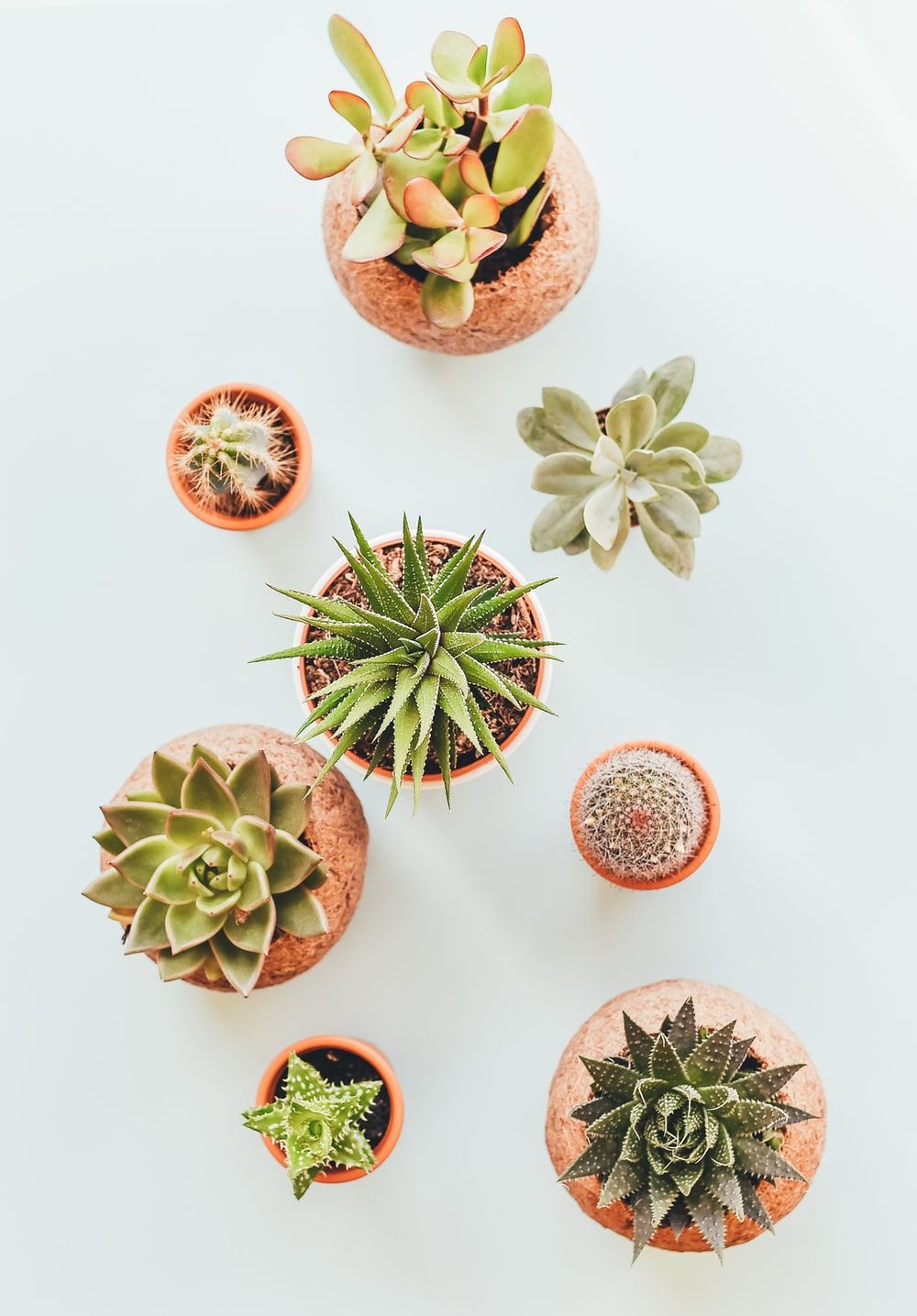 Succulent Picture. Download Free Image