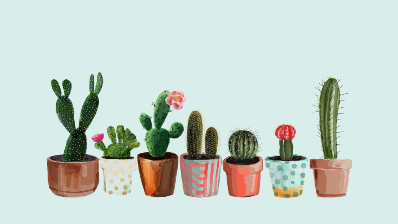 desktop cactus background shared