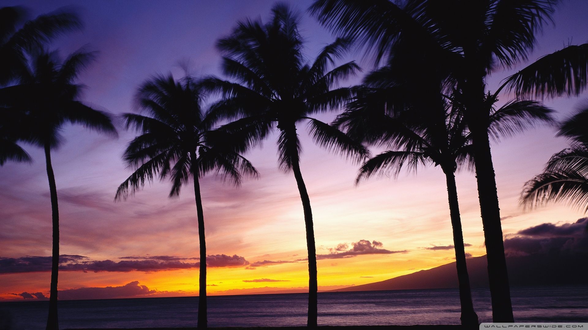 Image for Beach Sunset With Palm Trees Wallpaper Free Desktop
