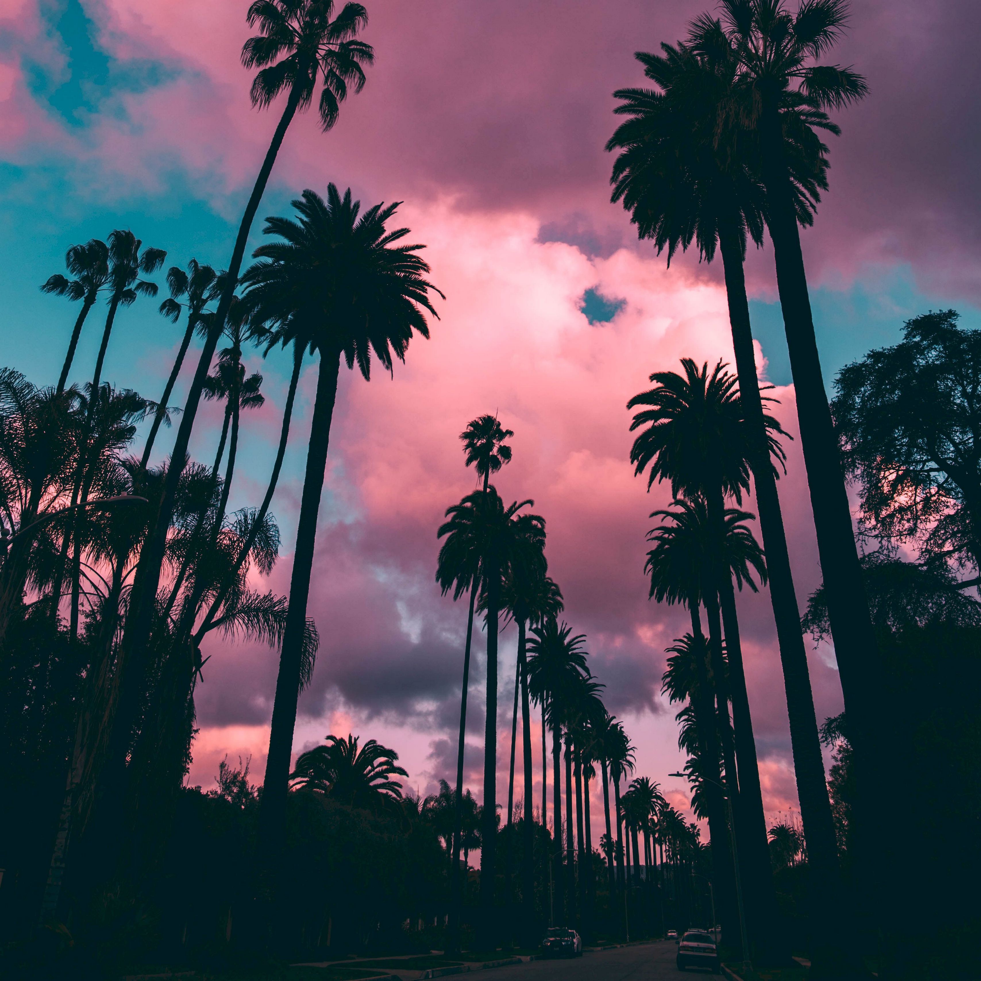 Download wallpaper 3415x3415 palm trees, sunset, clouds, tropics